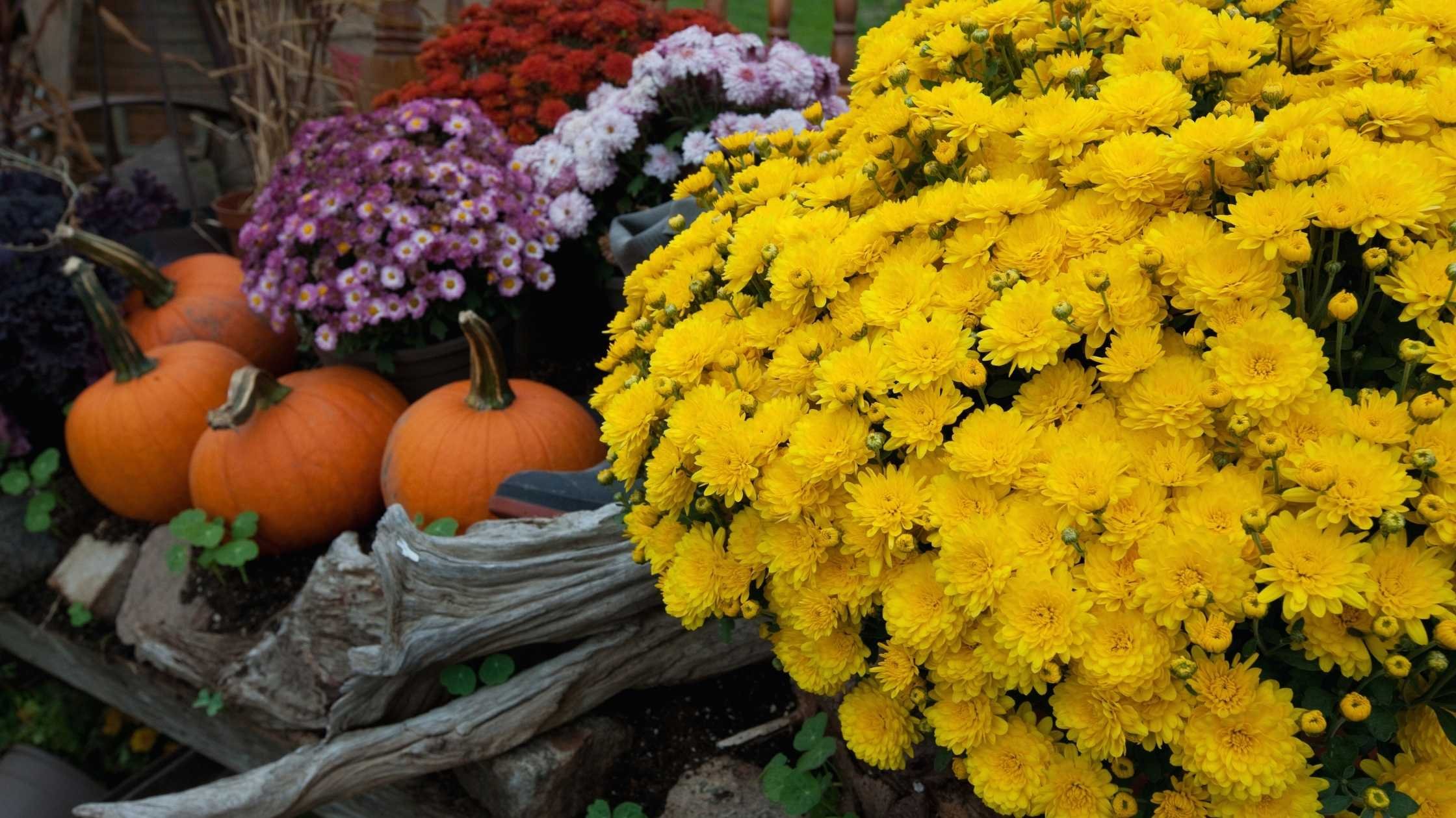 Fall Munm Best Fall Mums: Colors, Care, and Decorating Ideas - Our Daily Lifestyles