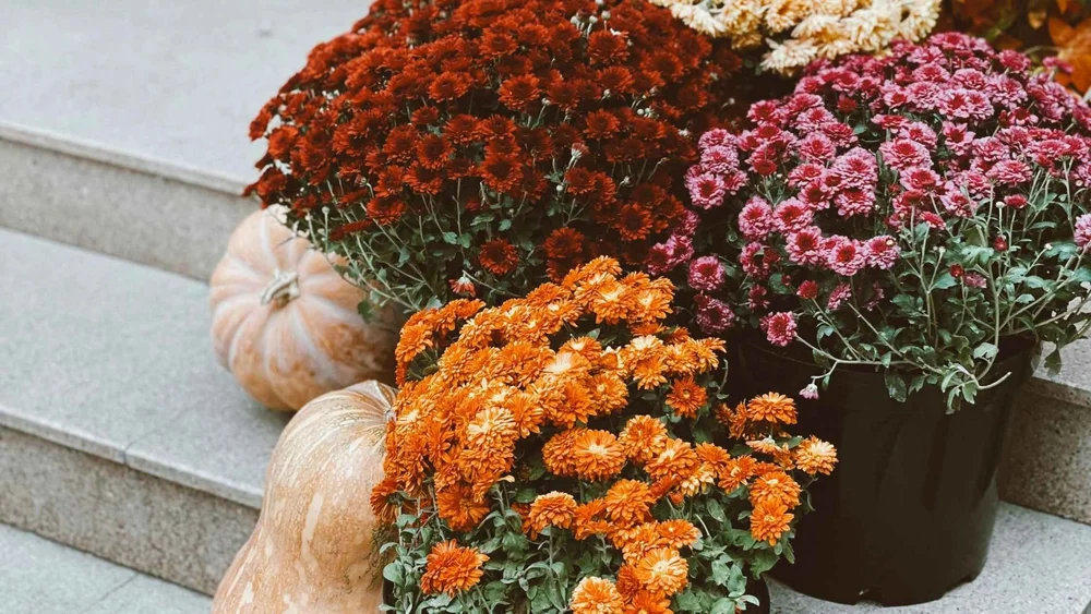 Mums Fall Design Best Fall Mums: Colors, Care, and Decorating Ideas - Our Daily Lifestyles