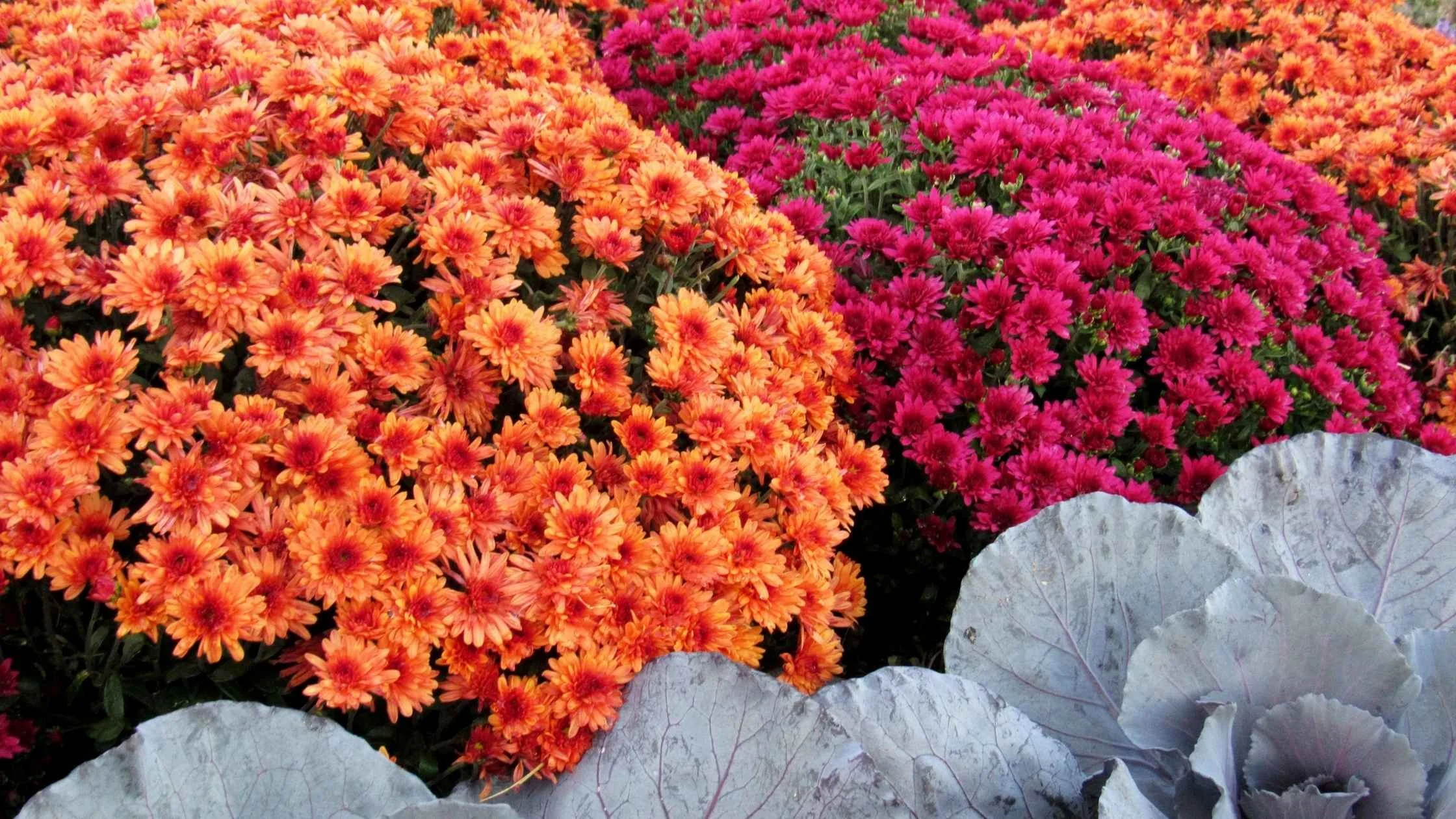Mums Fall Design Best Fall Mums: Colors, Care, and Decorating Ideas - Our Daily Lifestyles