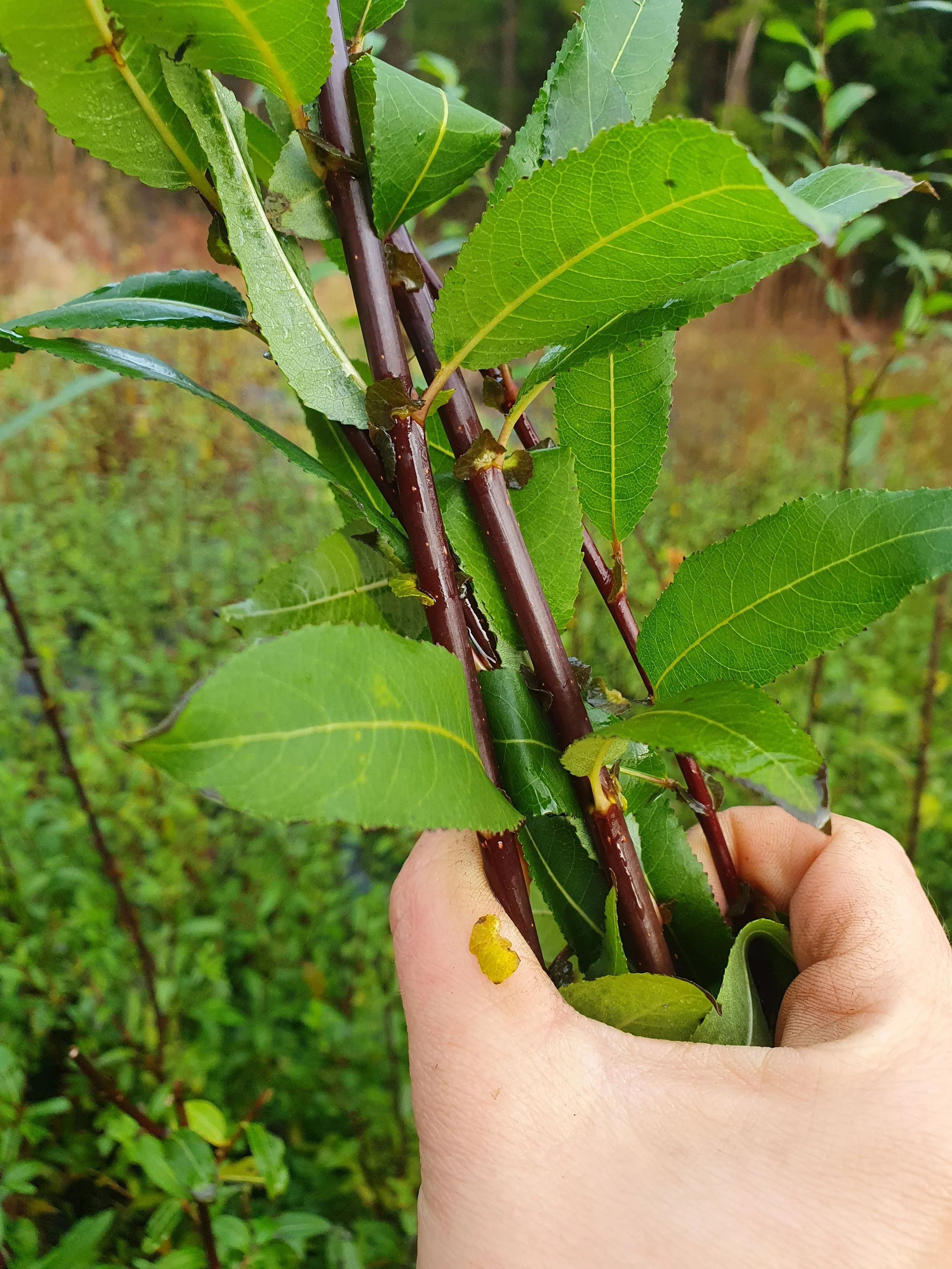 Her kommer det tekster om pil