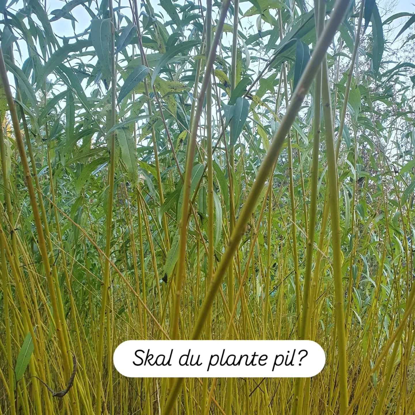 N&aring; skal jeg straks i gang med &aring;rets pileh&oslash;st🍁
Det er ogs&aring; helt perfekt tidspunkt &aring; plante pil, alts&aring; stikke stiklinger - pila er s&aring; lett &aring; plante! Det er bare &aring; finne en fin plass, pila liker fu