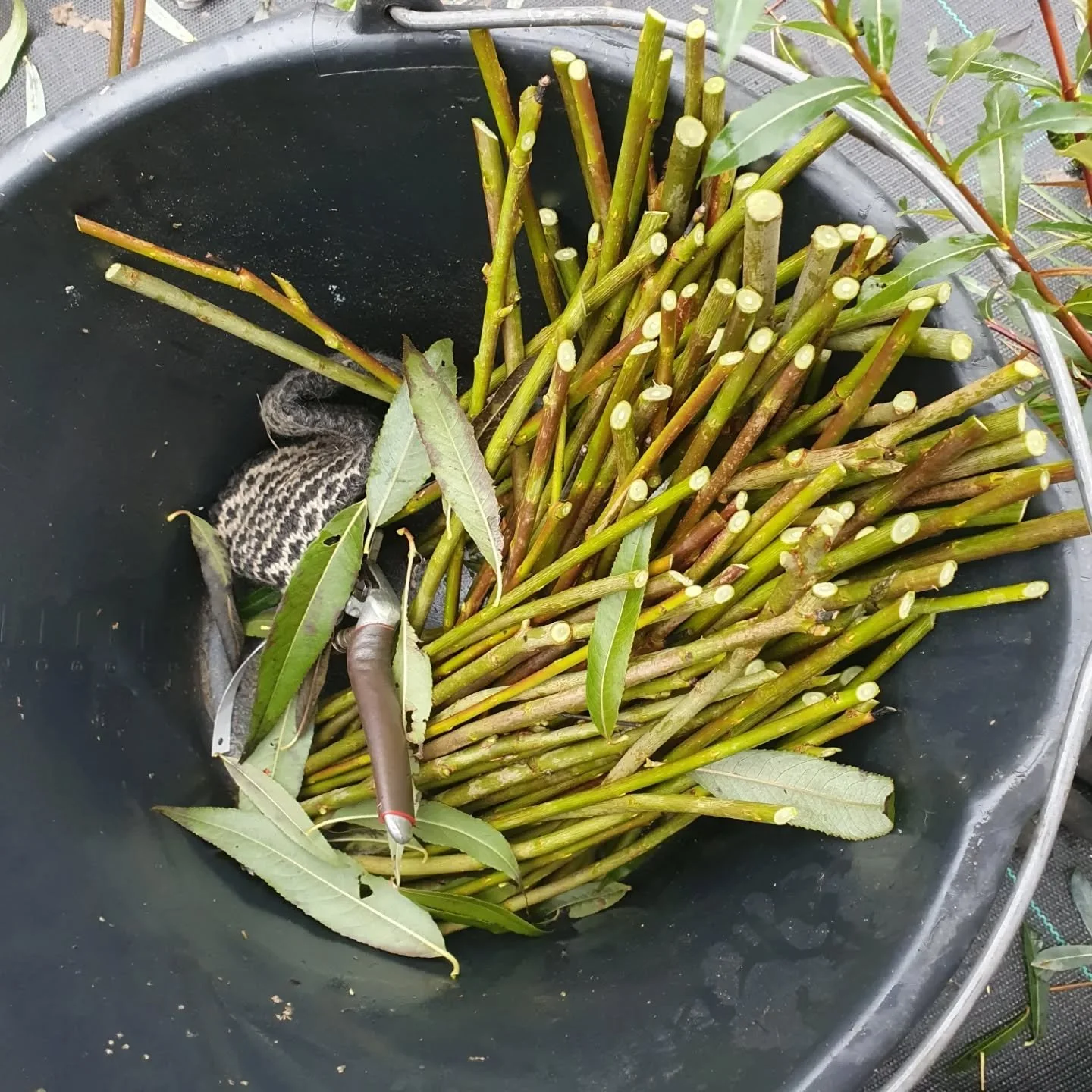 Endelig er pileh&oslash;stinga s&aring; sm&aring;tt i gang! 😊🌿

B&aring;de til stiklinger og flettepil. Jeg skal ogs&aring; plante til et lite felt sj&oslash;l i &aring;r ogs&aring;, med sorten Bleu💙 

Hvis du vil v&aelig;re med en dag og h&oslash