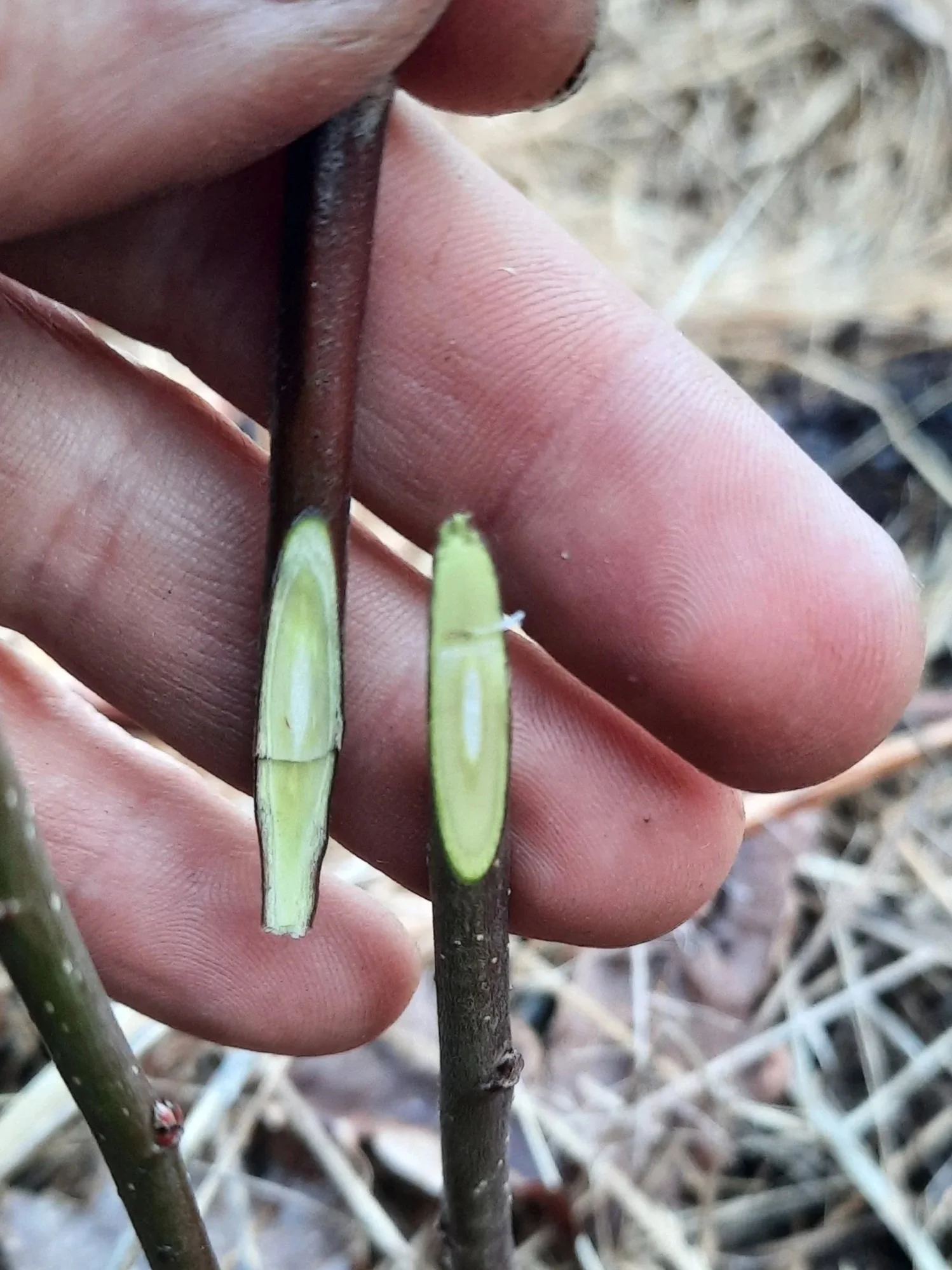 Poding av frukttrær