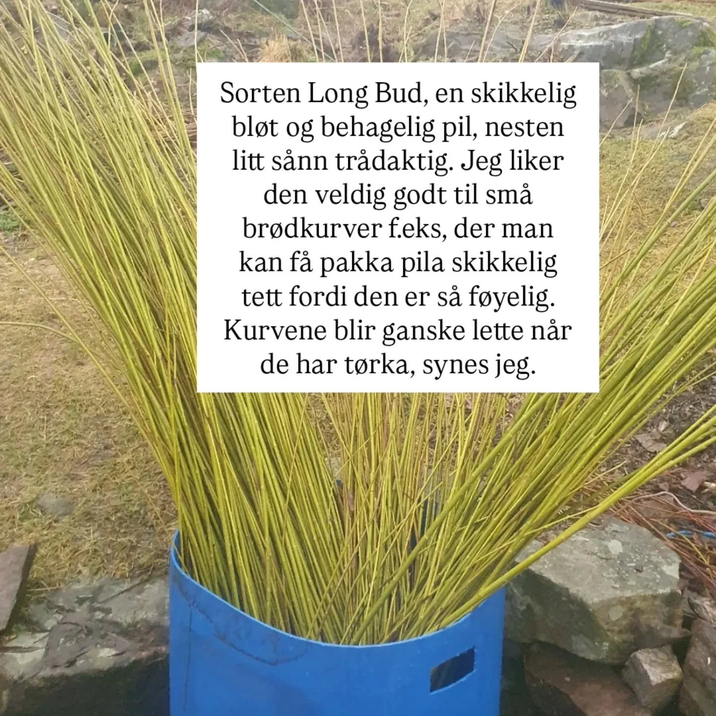 Sorterer stadig litt pil💛💚 Klipper, sorterer, bunter og venter p&aring; ei hekksaks jeg har bestilt🤞 H&aring;per jeg rekker ganske mye mer f&oslash;r sn&oslash;en kommer😅