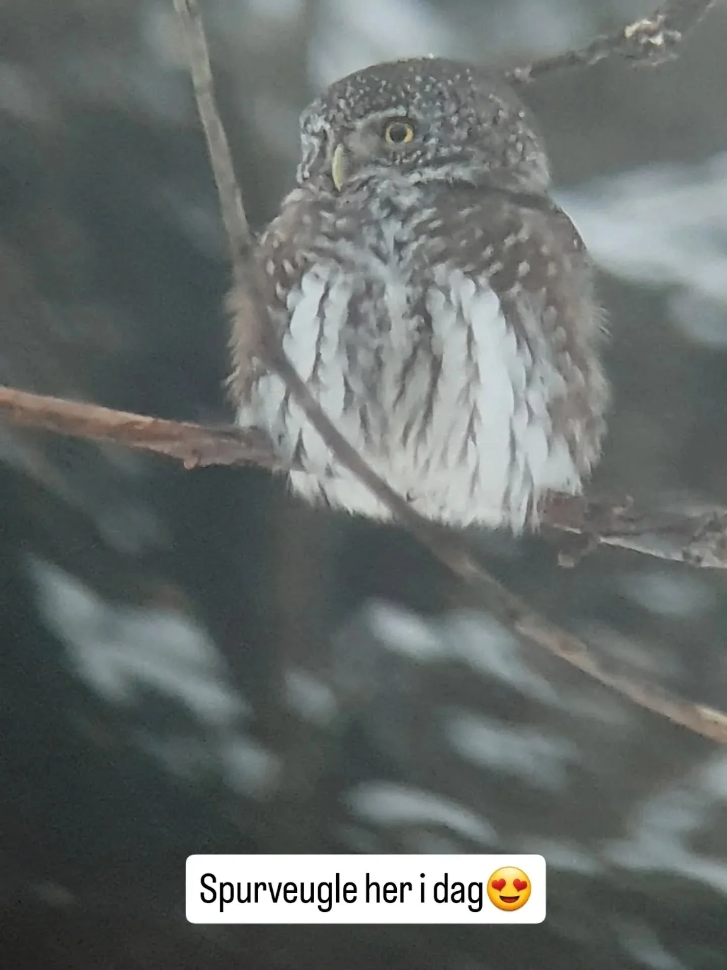 Takk for at du stakk innom, lille venn❤️

#spurveugle