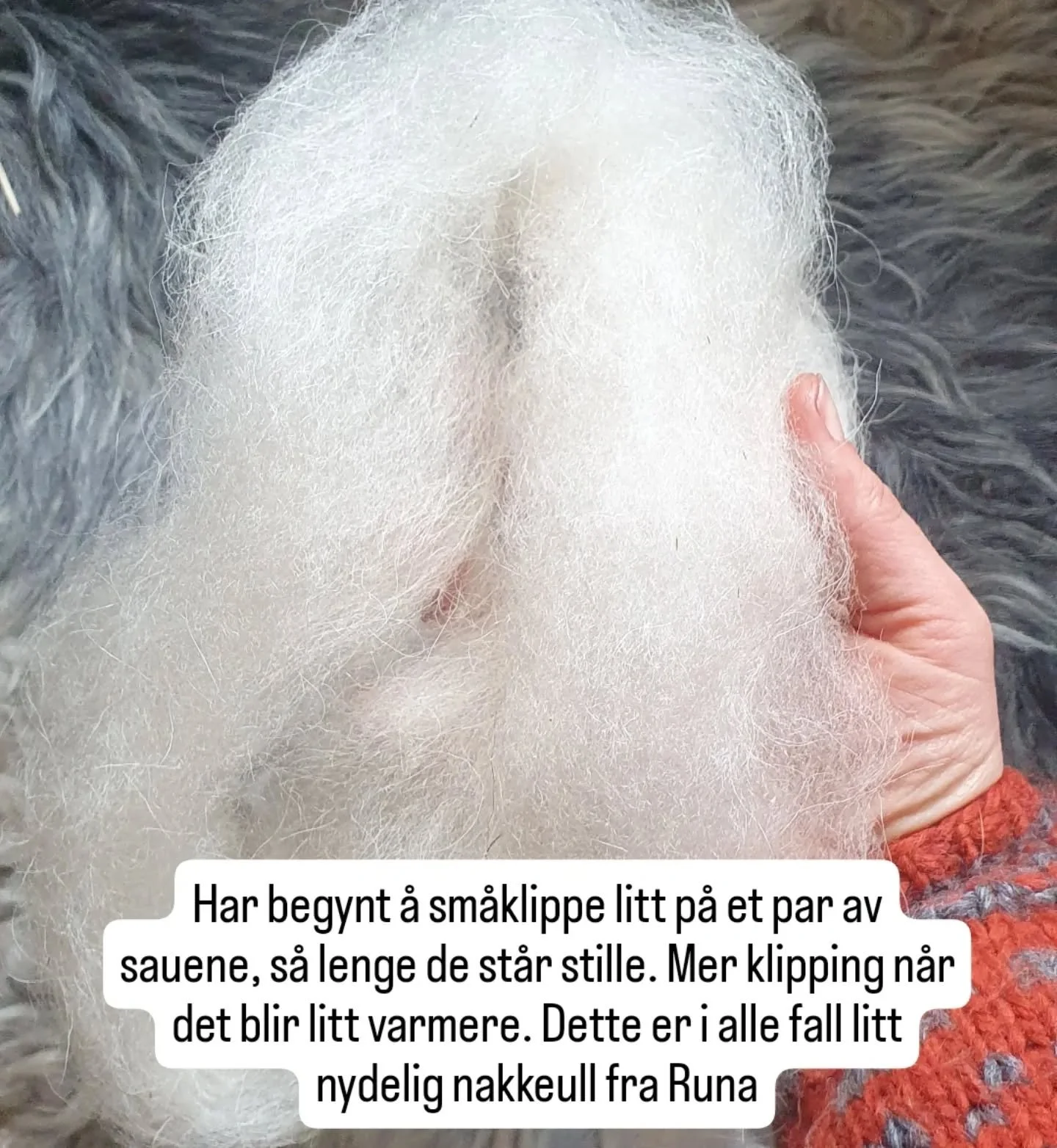 Endelig ble det tid til &aring; pr&oslash;ve den nydelige, dreide teina jeg fikk av @vidvandrerhandlagd 😍 (st&oslash;ttetein, heter det det?) Tusen takk, Tuva! Jeg er helt fascinert, den er jo s&aring; flott😮  Har du sett videoer av Tuva som spinne