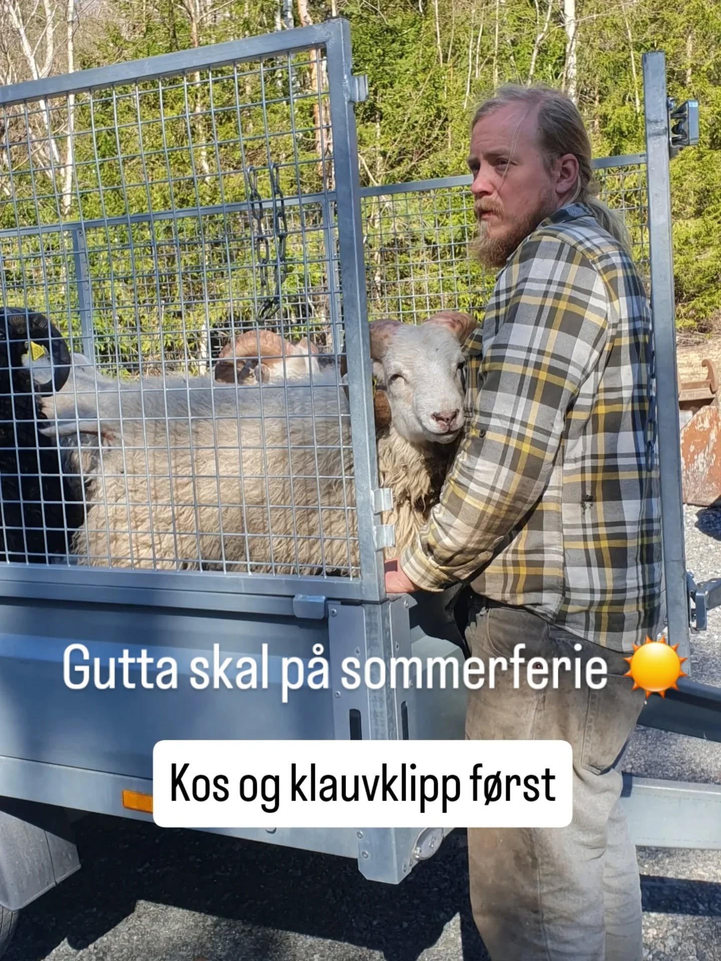 V&aelig;rane skal p&aring; sommerferie🥰🌿 Heldige som f&aring;r en fin sommer til og f&aring;r bo hos en som nok vil ha seg noen sauer etterhvert 😄 Og s&aring; kan vi komme og hilse p&aring; og klippe og gi ormekur og alt det der mens han kommer li