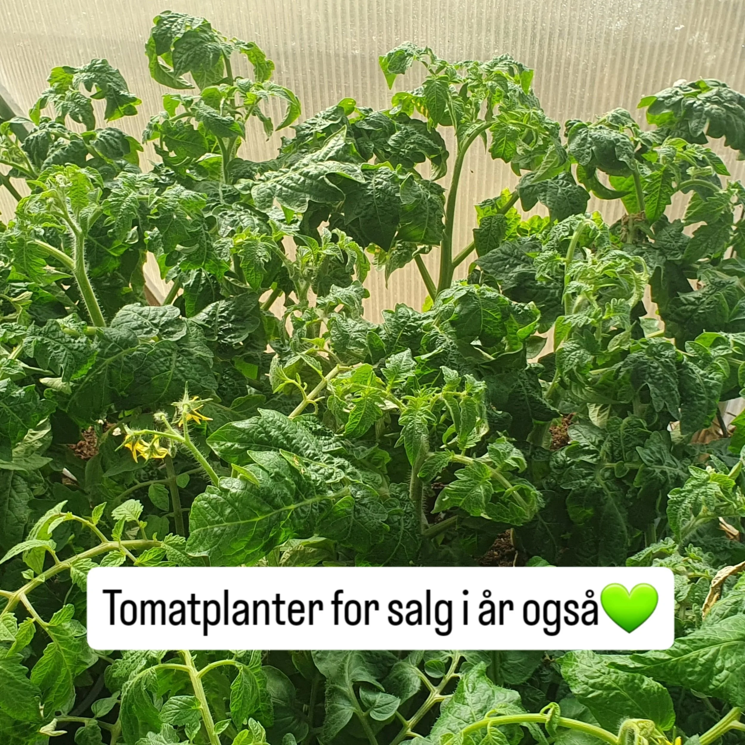 Jeg har tomatplanter for salg i &aring;r ogs&aring;!😄🌱 

V&aring;ren har v&aelig;rt kald, s&aring; jeg er bare litt seinere ute enn vanlig, men det har egentlig passa bra. Jeg har jo ikke noe sv&aelig;rt, temperaturkontrollert drivhus med faste bor