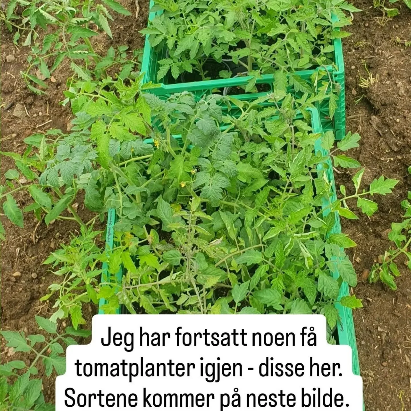 Dette er kun fr&oslash;ekte sorter, forresten, s&aring; du kan ta fr&oslash; og dyrke dem videre for all framtid😊💚 Inger