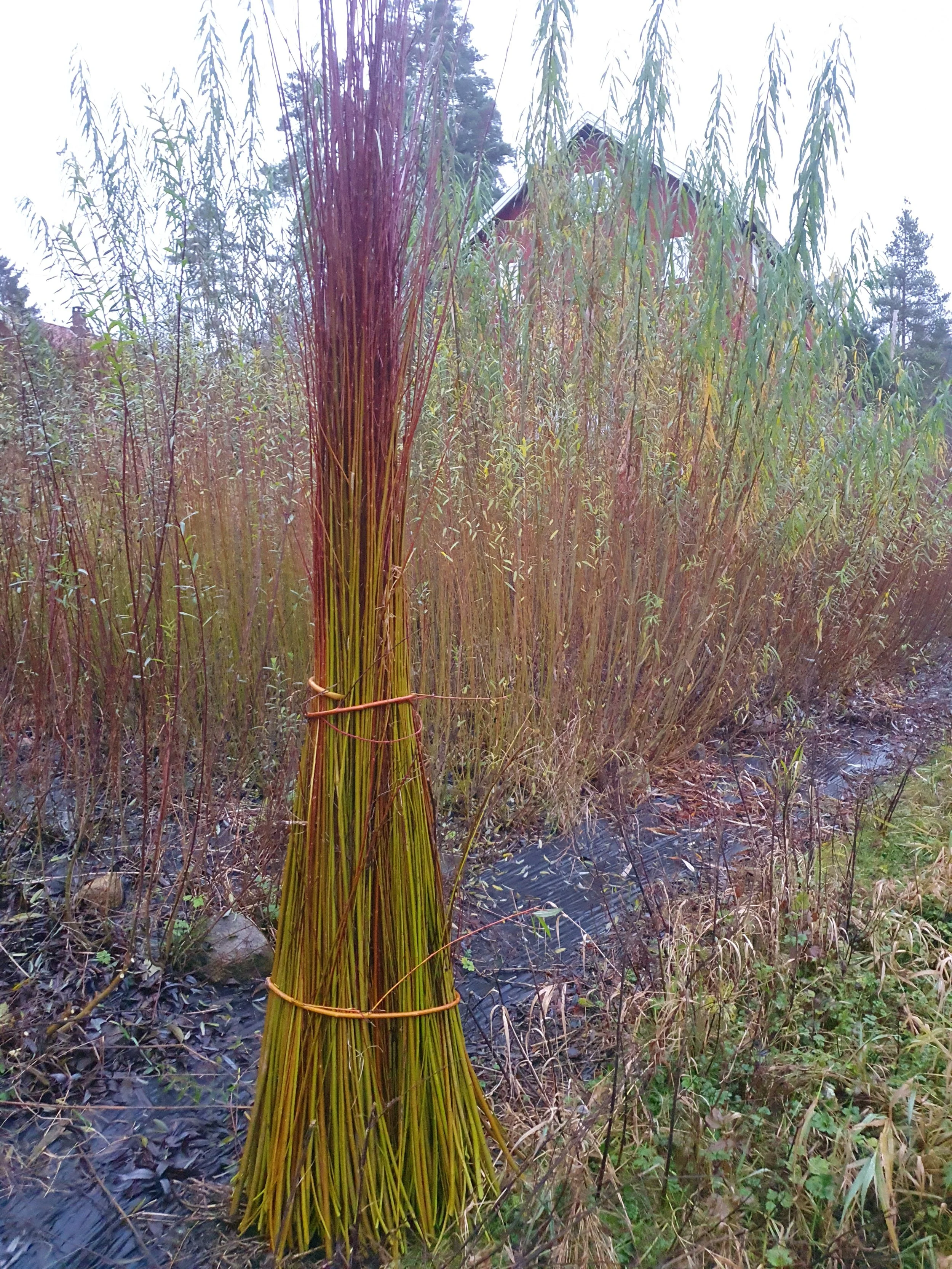 Stiklinger - Rød Belgier