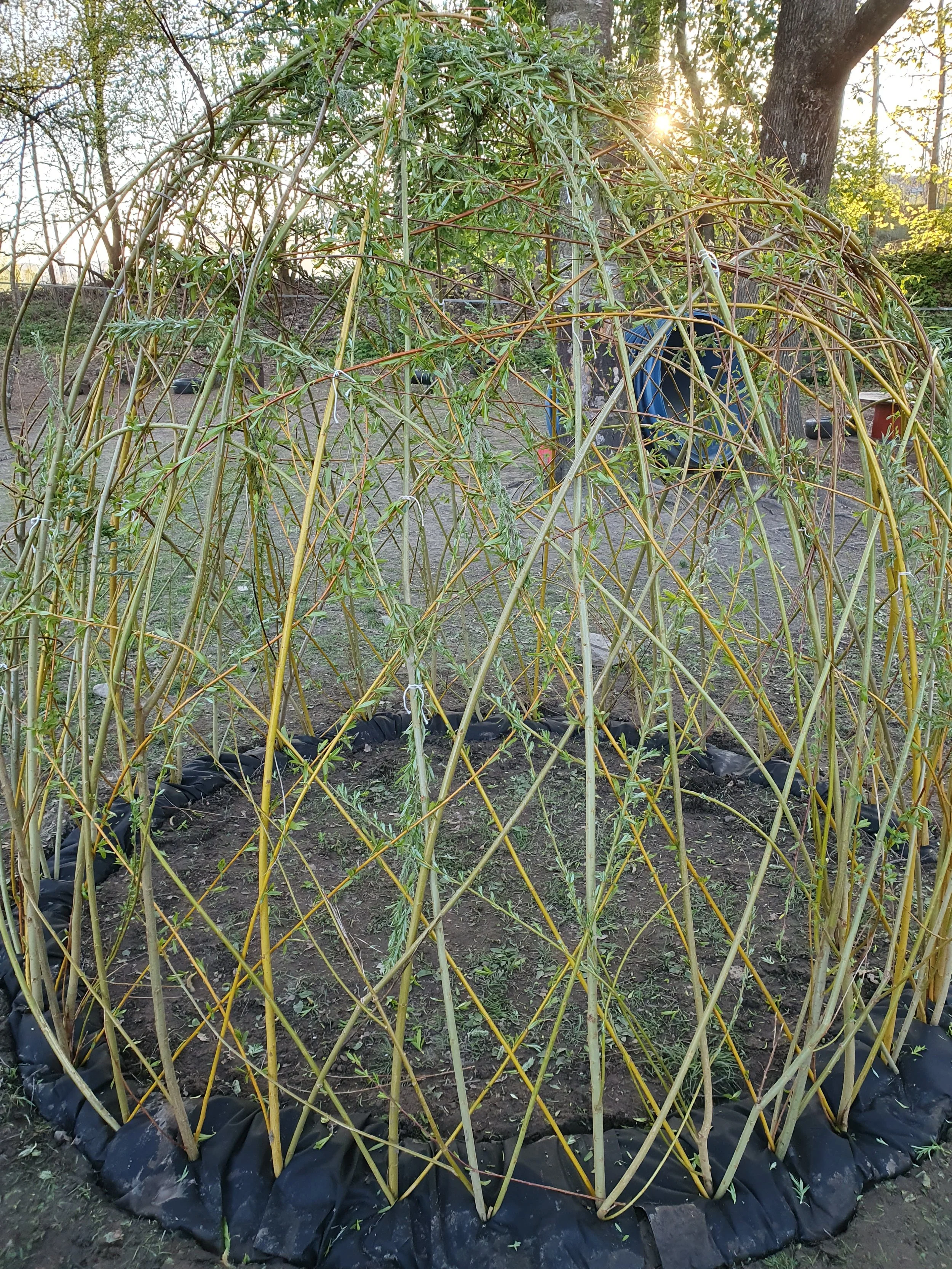 Hjelp til planting av pil