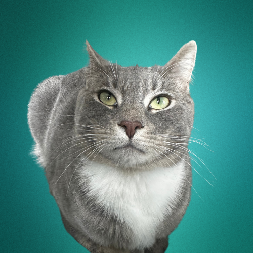 Close-up of a gray and white cat with green eyes against a teal background.