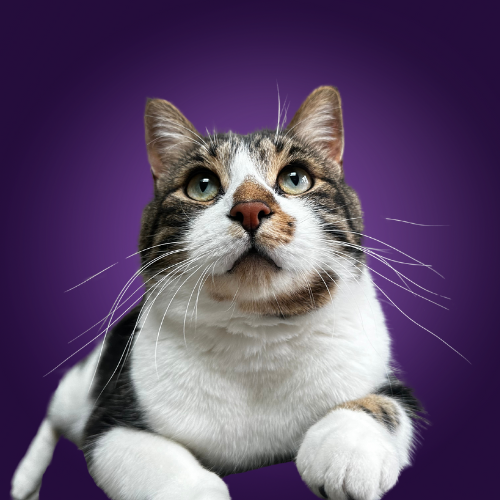 Close-up of a tabby and white cat with blue eyes, looking upward against a purple background.