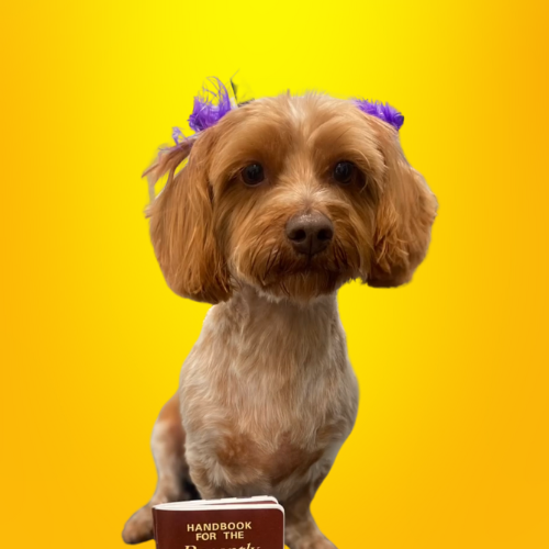 A small dog with brown fur and floppy ears wearing purple bows on a yellow background, holding a book titled 'Handbook for the'.