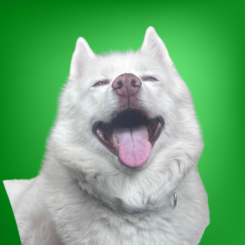 Smiling white dog with pink tongue and closed eyes against a green background.