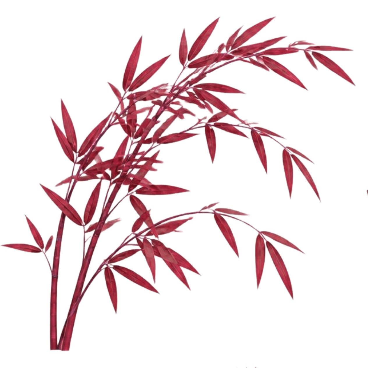 Red-brown leafy plant with slender leaves arranged along thin stems.