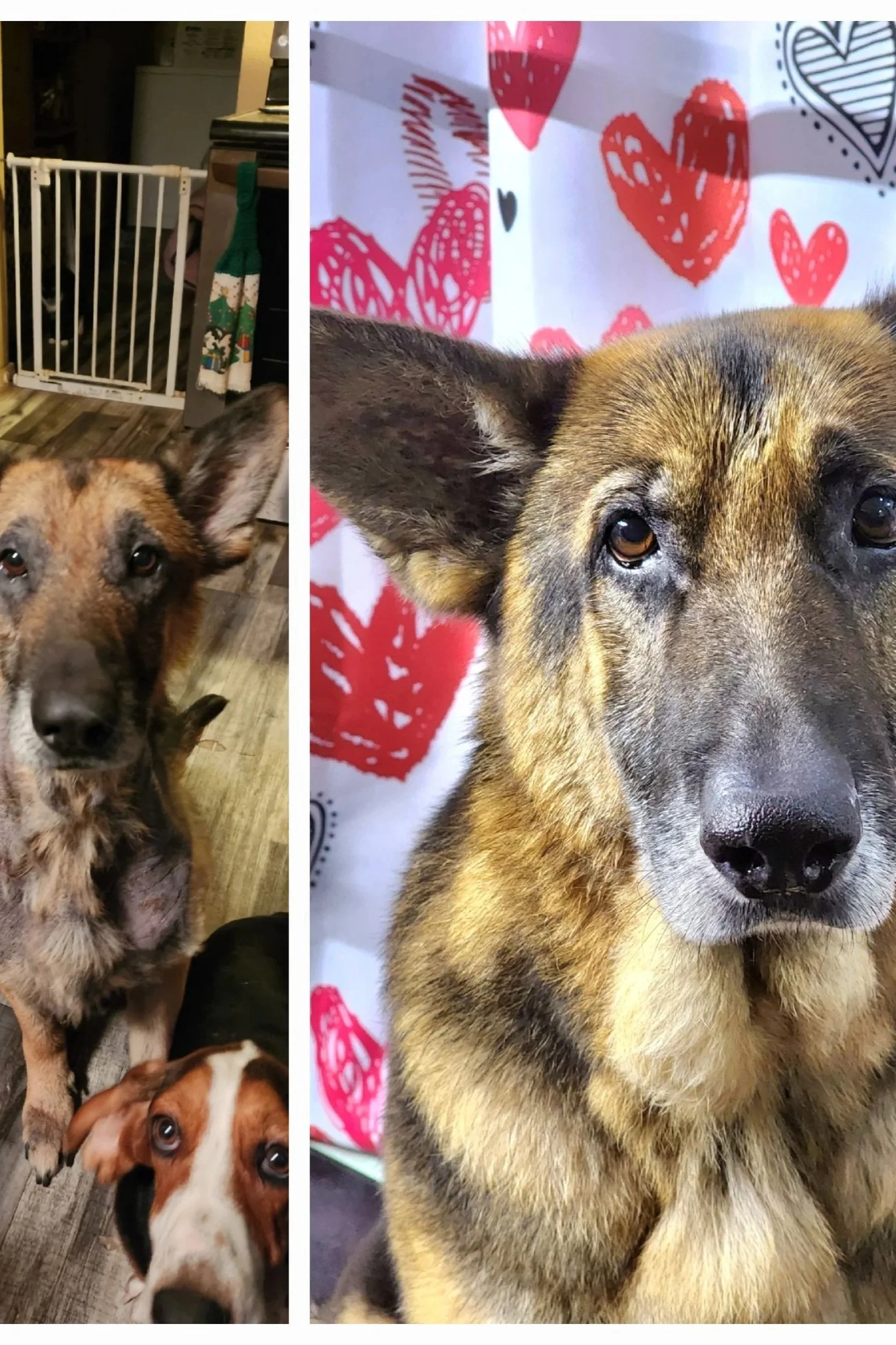 A collage of two photos of dogs. The left side shows a group of three dogs in a room with a baby gate, including a brindle-coated dog, a brown and white dog, and a small brown dog. The right side shows a close-up of a dog with tan and black fur, against a background with red and pink hearts.