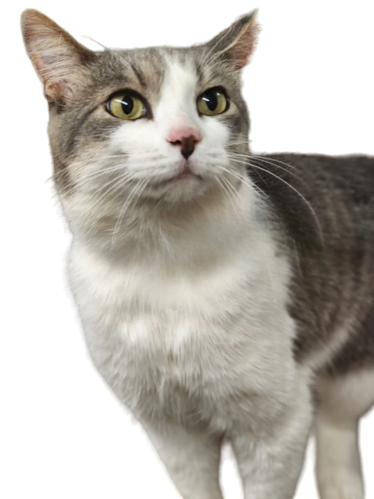 Close-up of a gray and white cat with green eyes and pink nose