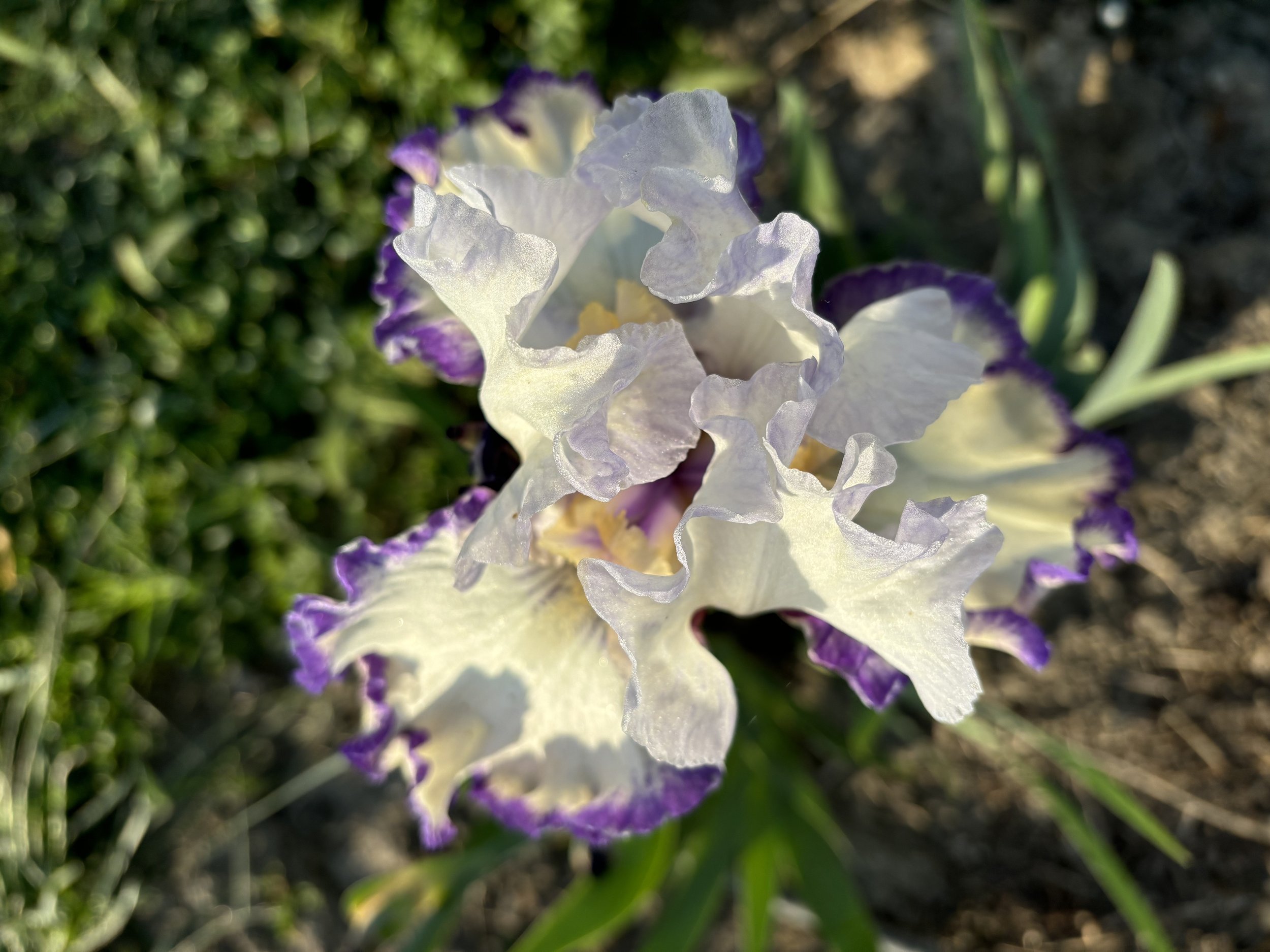 "Rings True" (TB) Iris