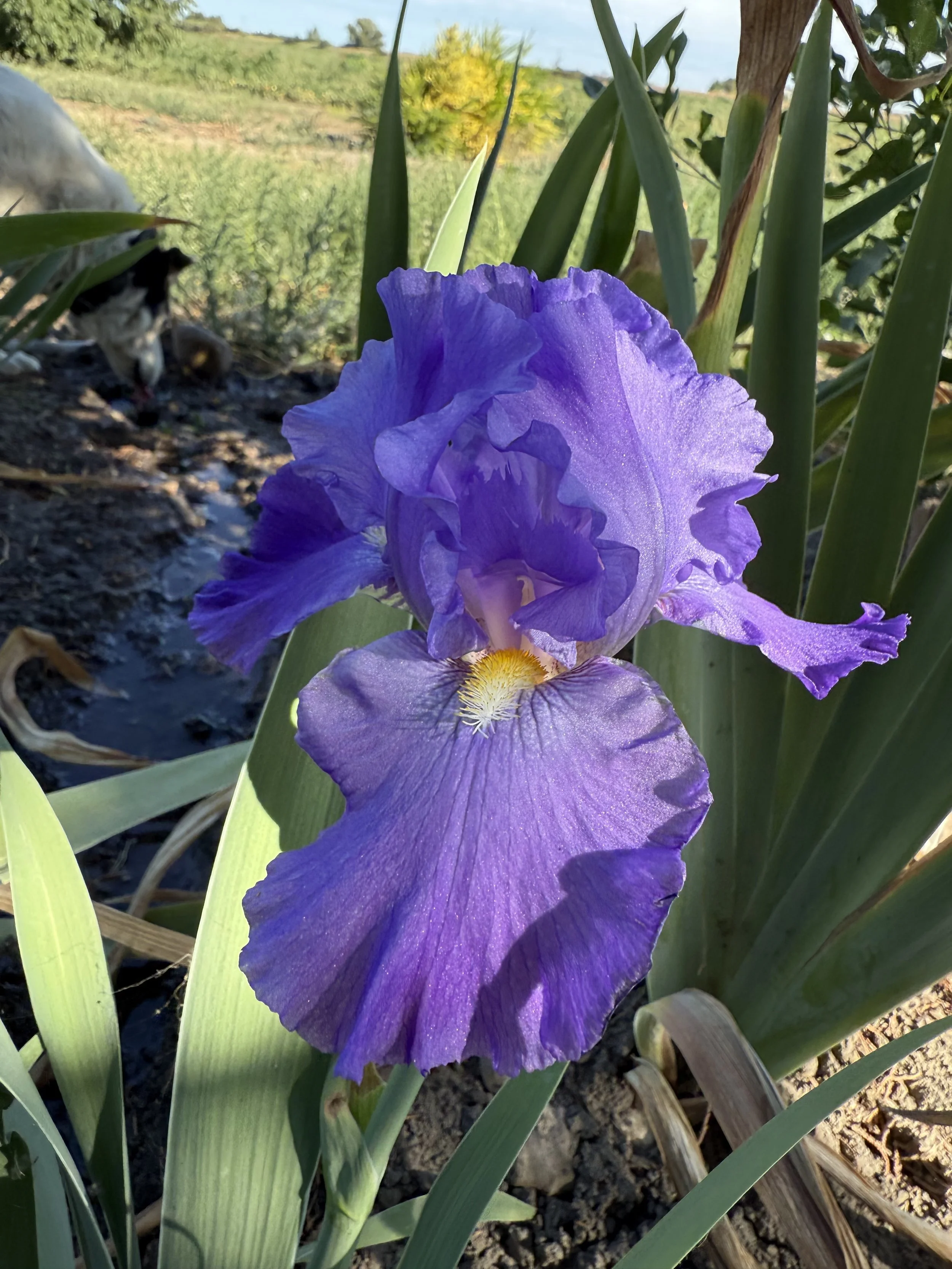 "Feed Back" (TB) Iris