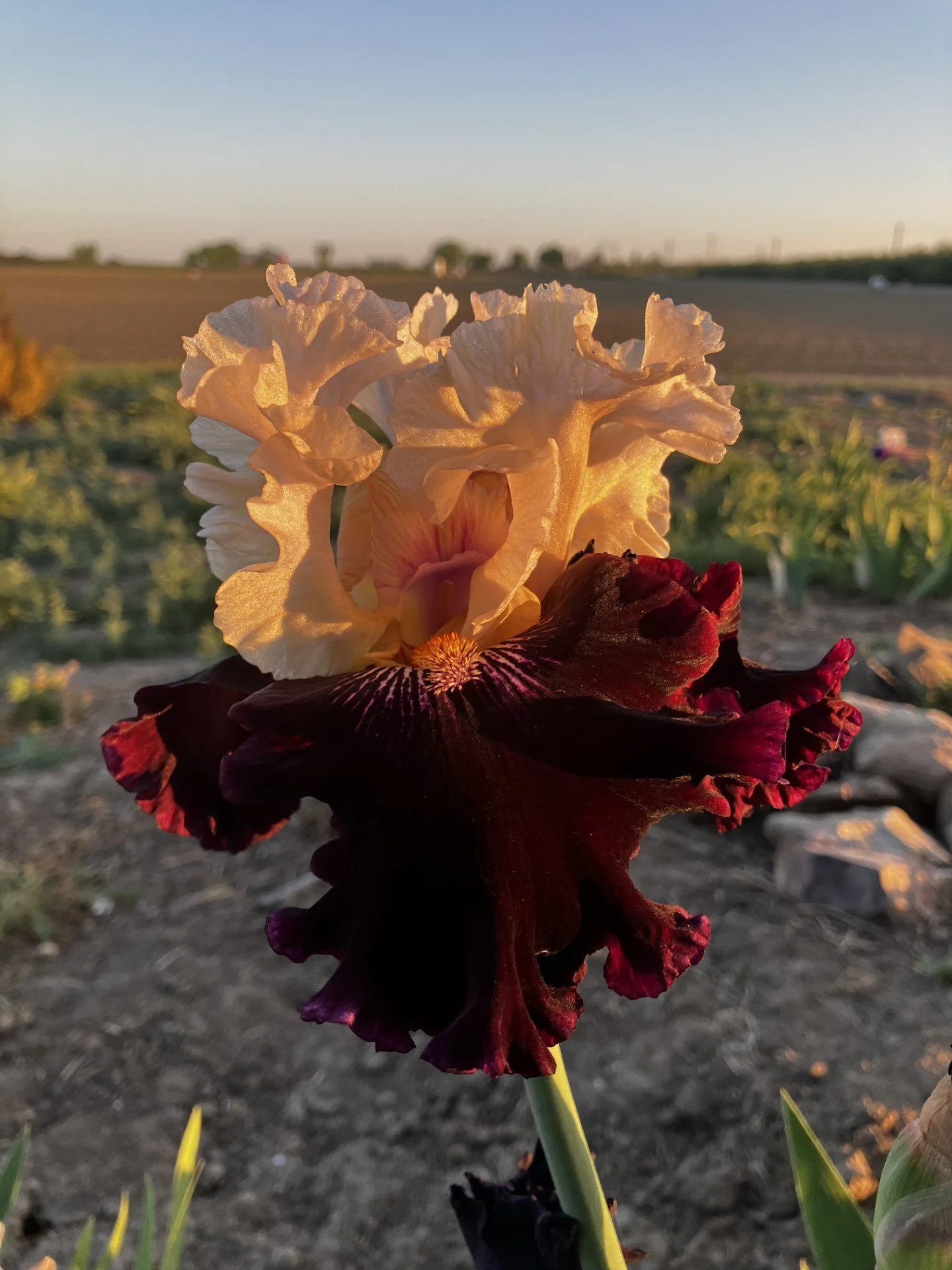 Twist of Sheree (at sunset)