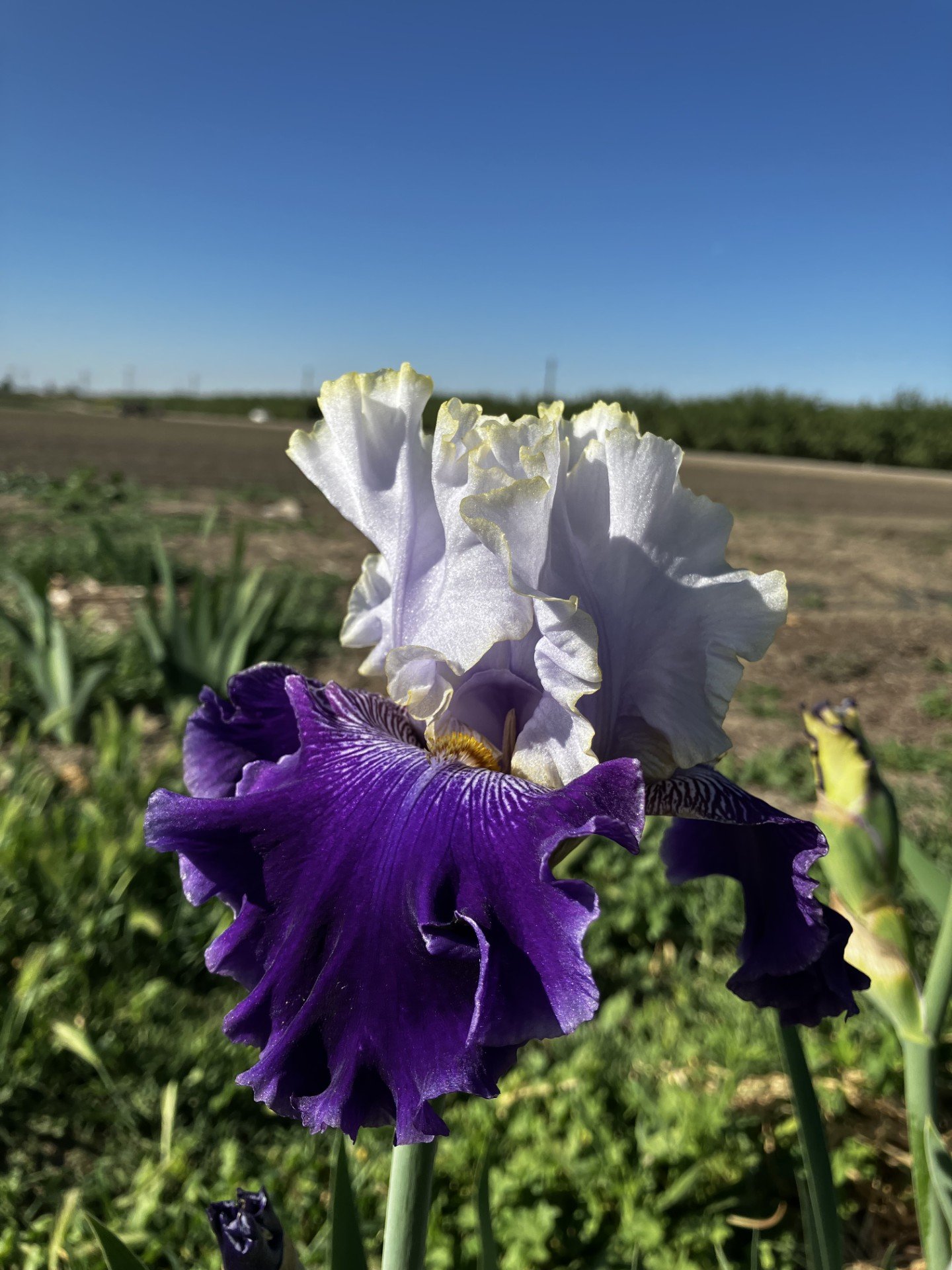 "Slovak Prince" (TB) Iris