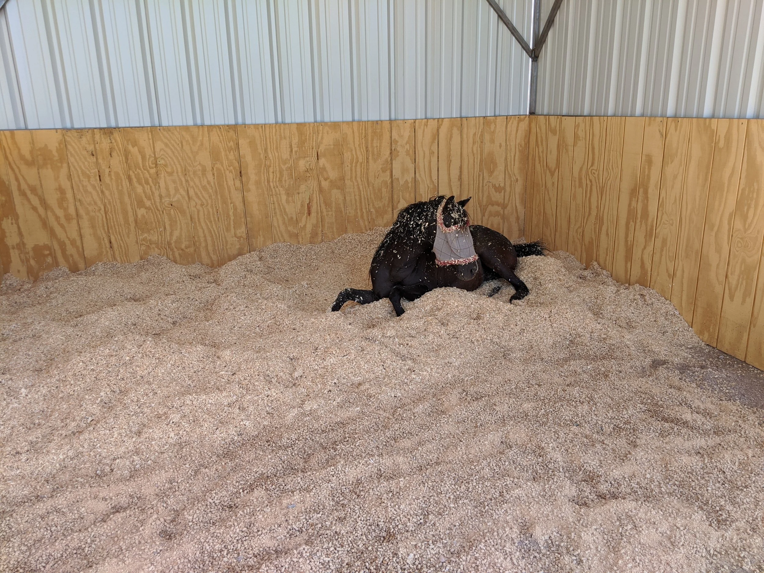 black pony laying in the middle of deep traditional bedding