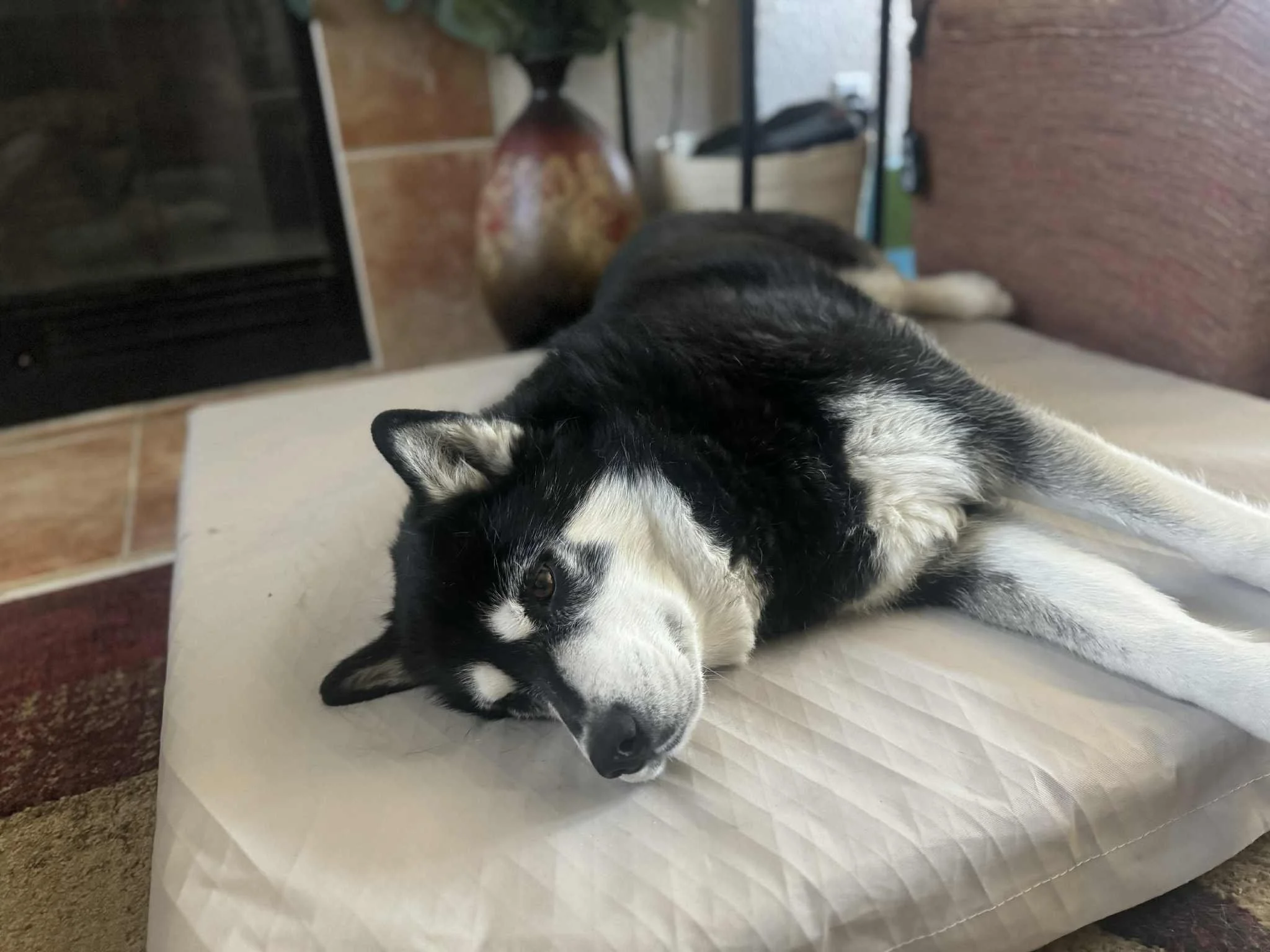 A young girl and a large black and tan dog lying on a black padded PasturePuff mat on a tiled floor, smiling at the camera.