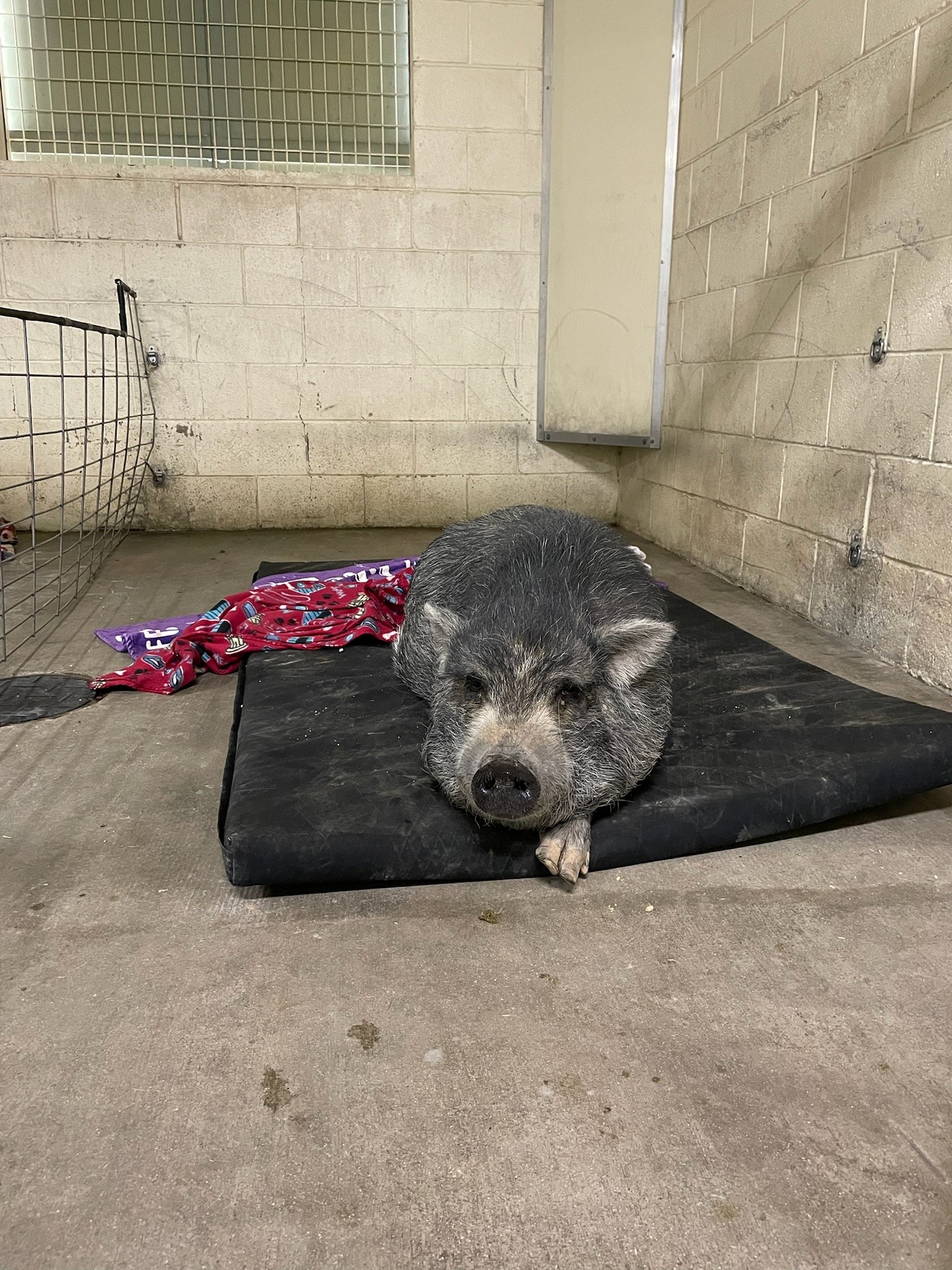 Adobe pig 2inch Mini.jpg