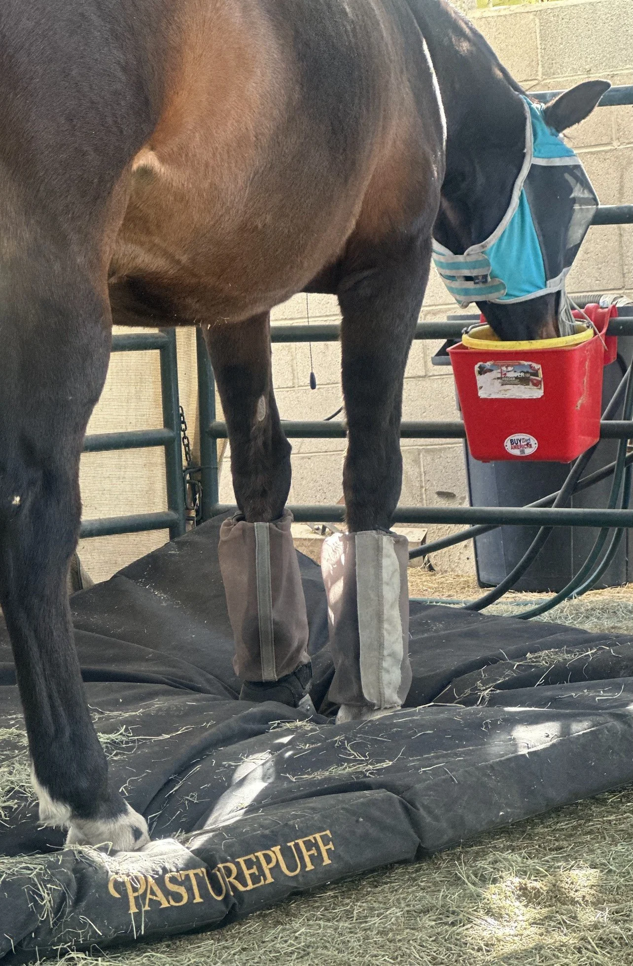 PJ, an older horse with ringbone, stands on his PasturePuff Horse Mattress while eating.