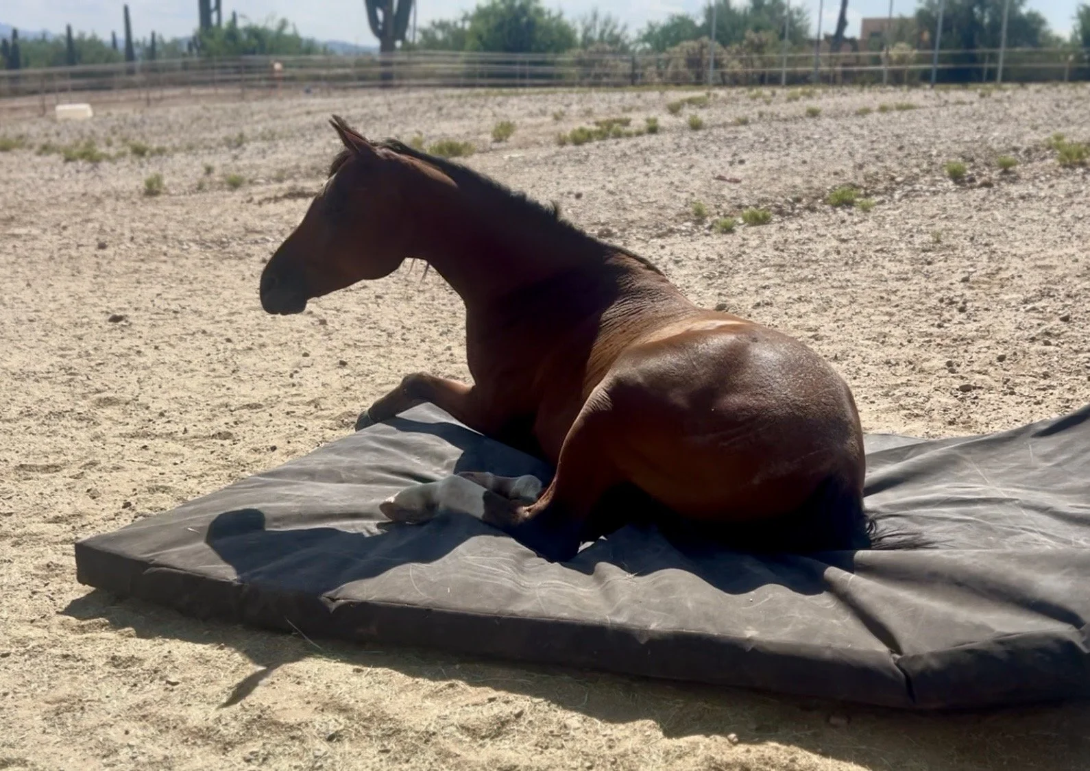 Stormy the Arabian laying down on his PasturePuff horse mattress