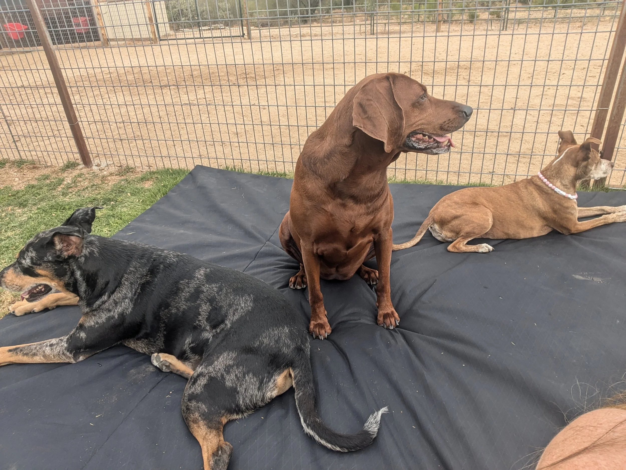 Three dogs lying or sitting on a black PasturePuff mat in an enclosed outdoor horse turnout with dirt and grass.