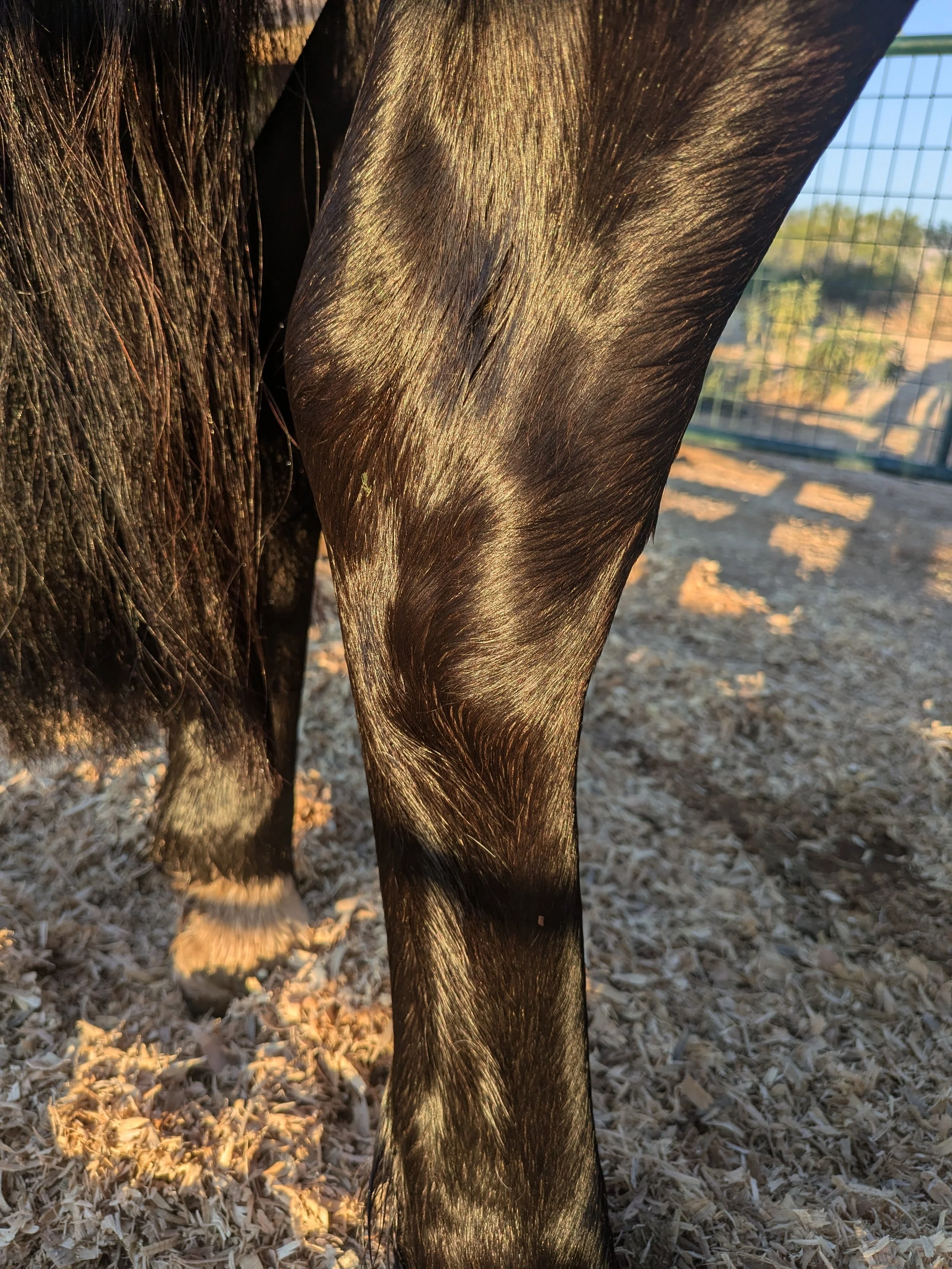 Close-up of a horse's hock, leg and hoof, with shiny dark hair on its coat, standing on wood shavings in an outdoor enclosure.