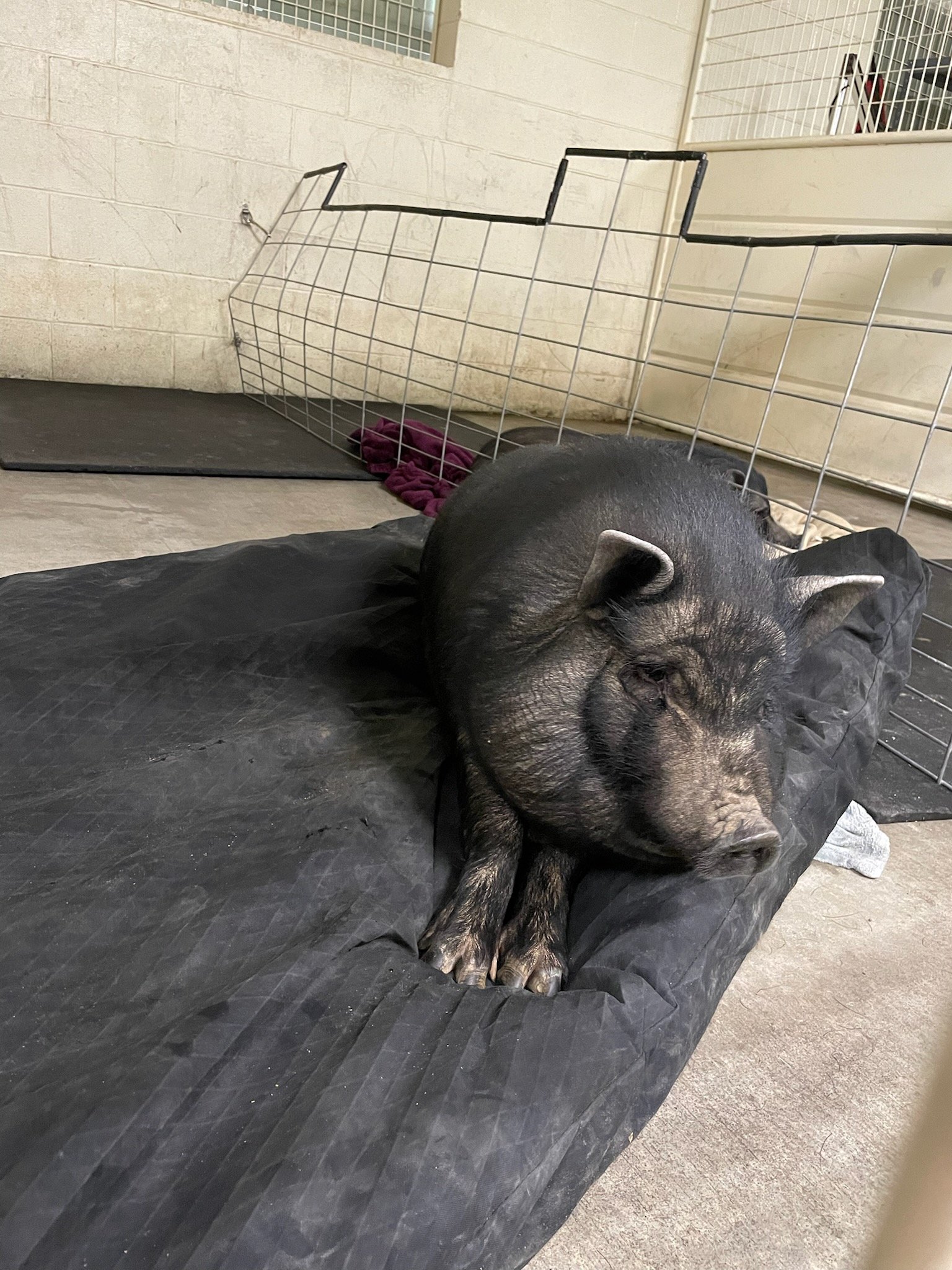 Adobe Pig 2inch mini 2nd.jpg