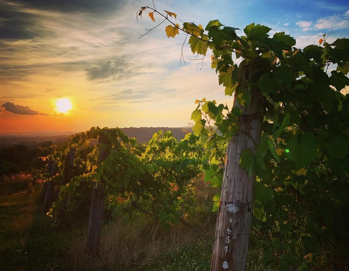 Gouveia Vineyard Mother's Day Market