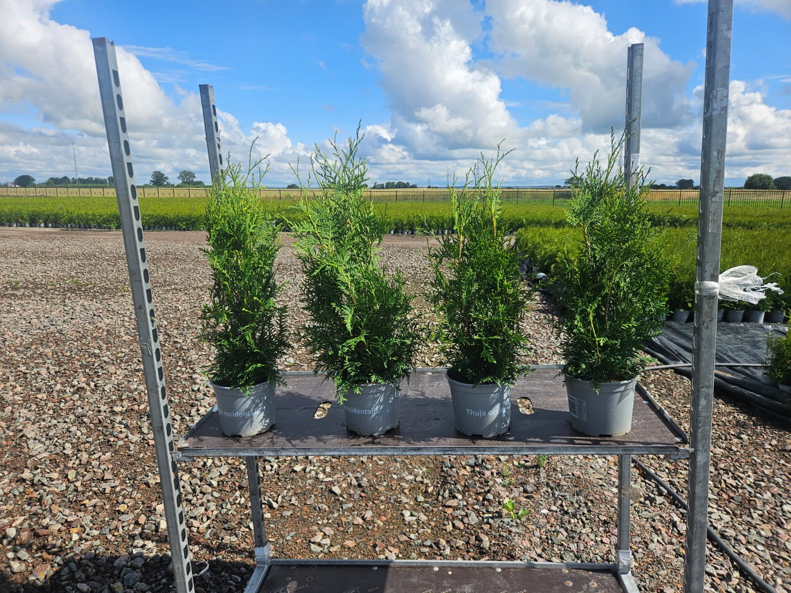 thuja.jpg