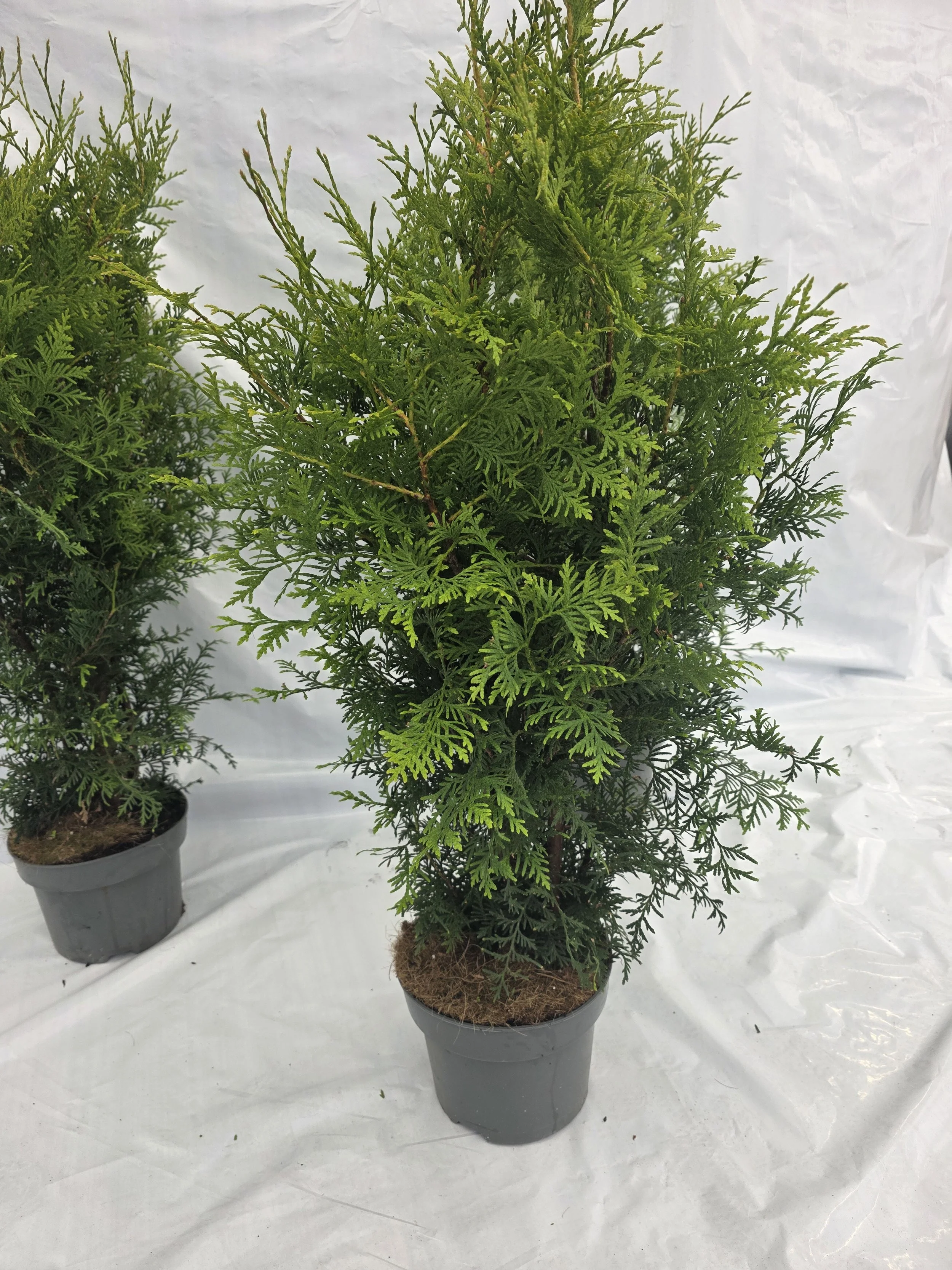 Brabant 80-100cm 160 Pack. 120kr/st