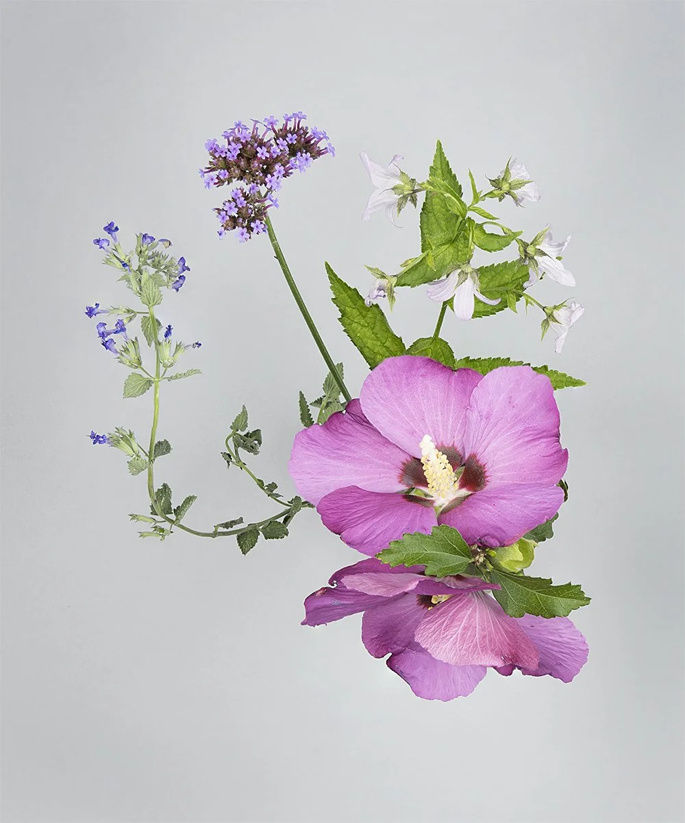 Jacinthe's garden, fall 2023, Dordrecht, The Netherlands 