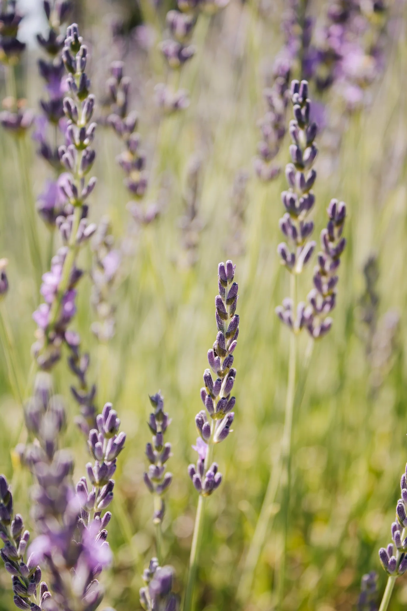 1 - 59-Enhanced-NR.jpg