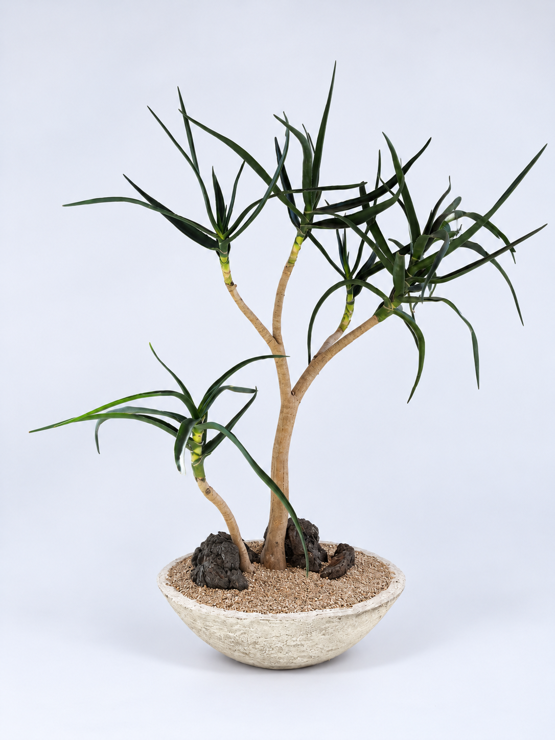 aloidendron tongaense native to south africa x cement pot made by flyplant in the usa $600 PIC 2.png