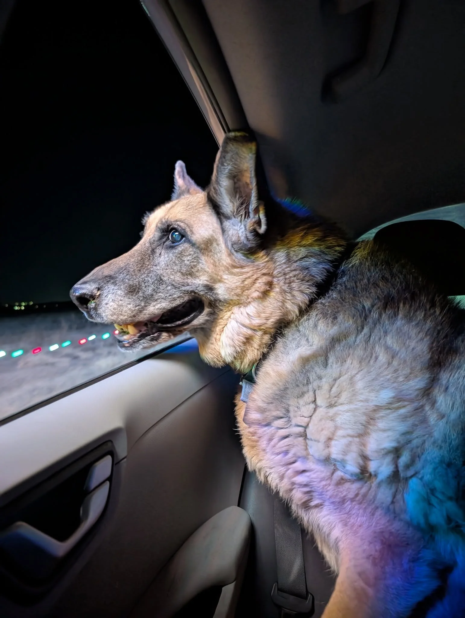 We went to the racetrack to view the Christmas lights. Popeye had an absolute blast. Kevin Broeils