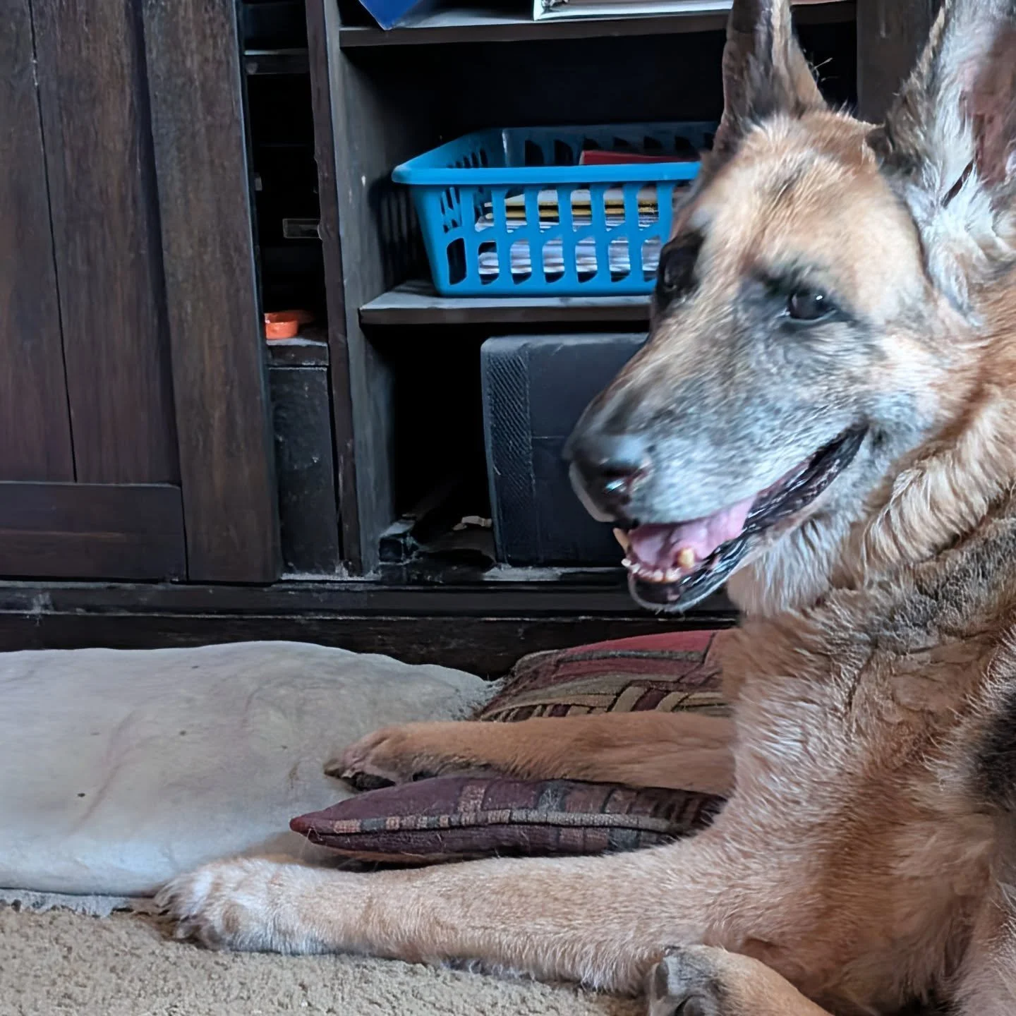 My heart is absolutely broken.
My baby Popeye passed away in his sleep this afternoon. 
He was loved by so many people, including our neighbors and my clients. 
He lived a long life of at least 14 years.