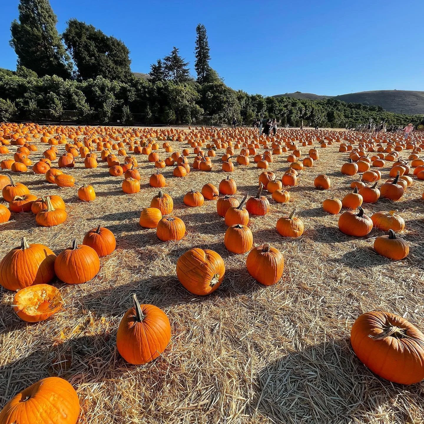 Pumpkin bread, pumpkin soup, pumpkin pie, pumpkin curry, pumpkin muffins, roasted pumpkin seeds&hellip;