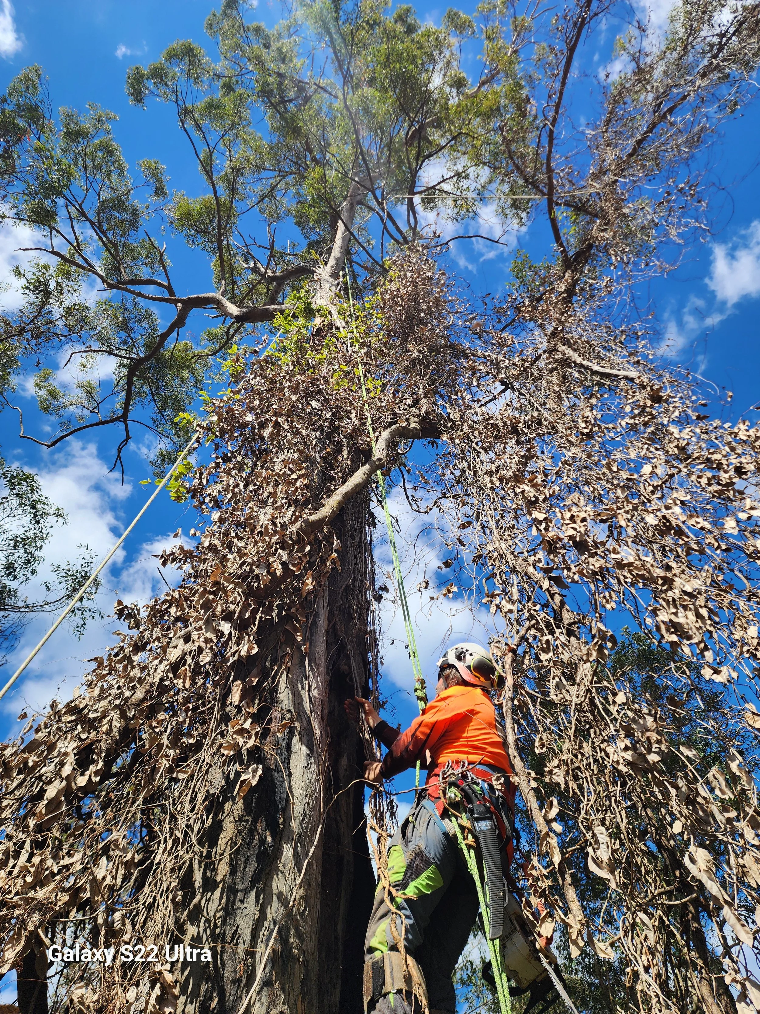 Large Gum tree removal