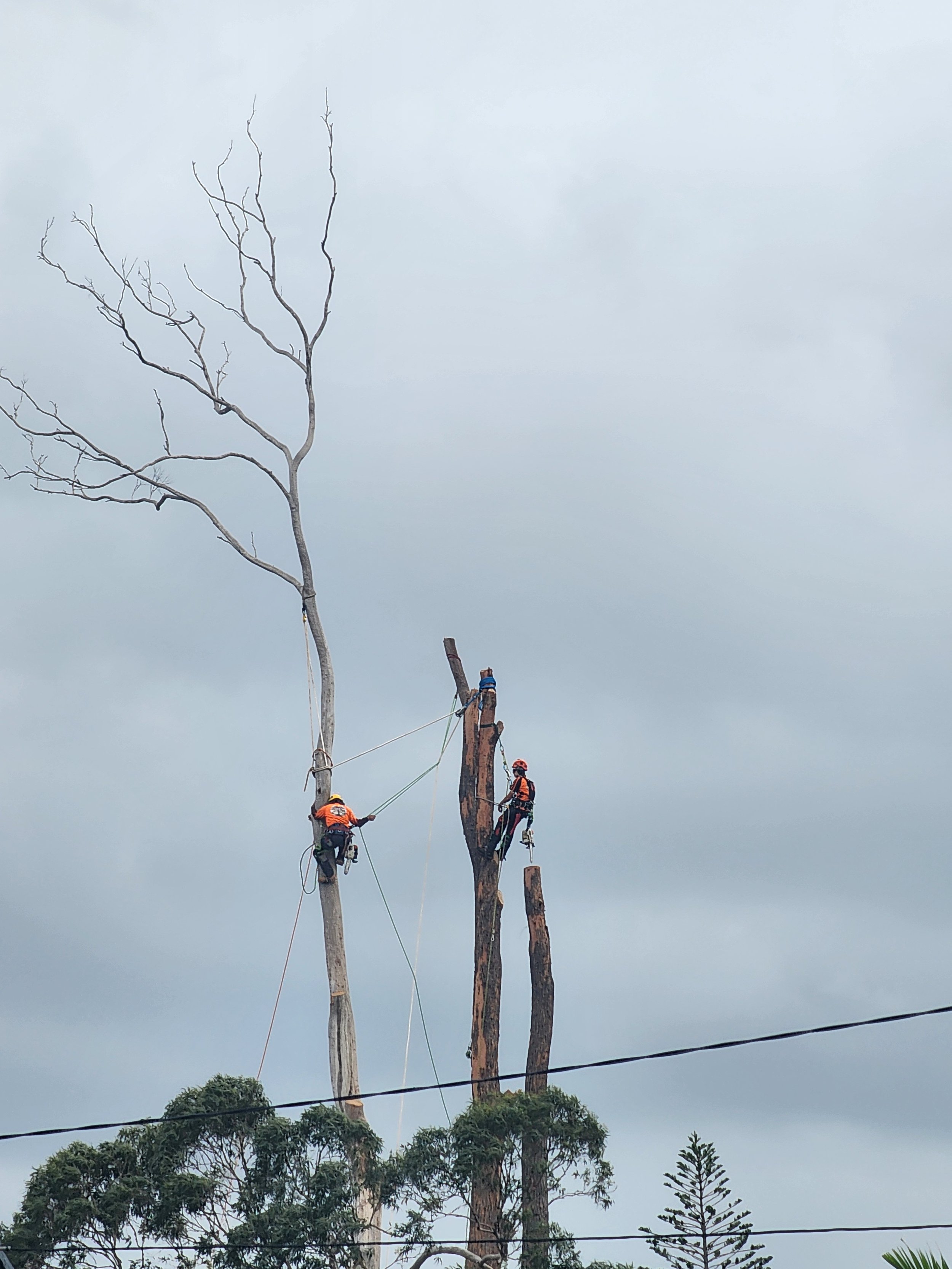 Large dead gum removals