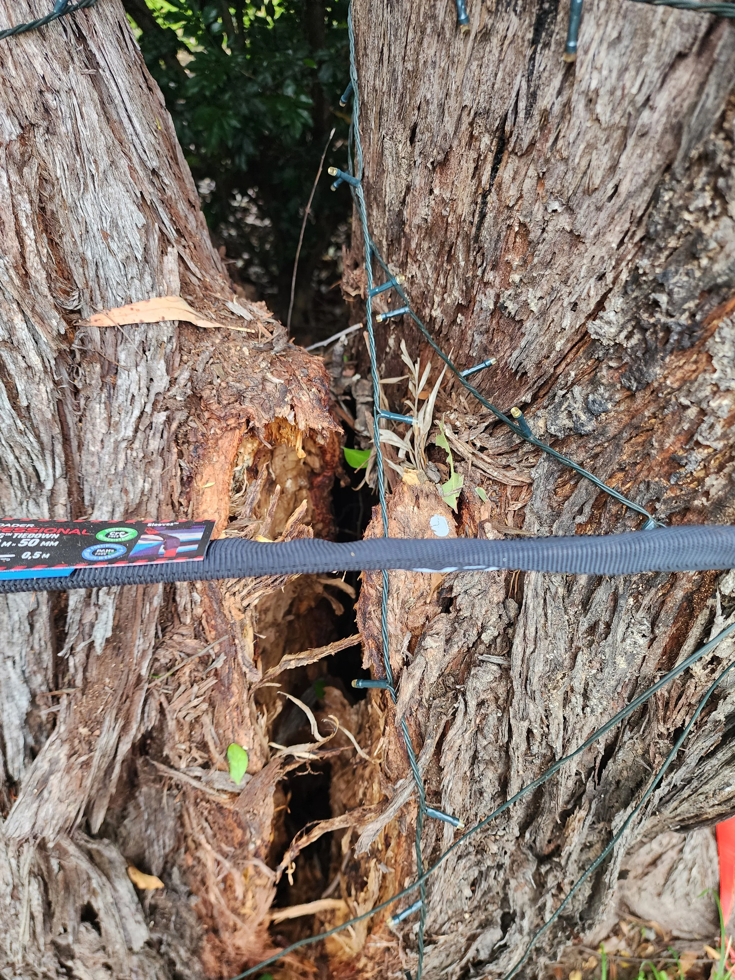 Hazardous Tree work
