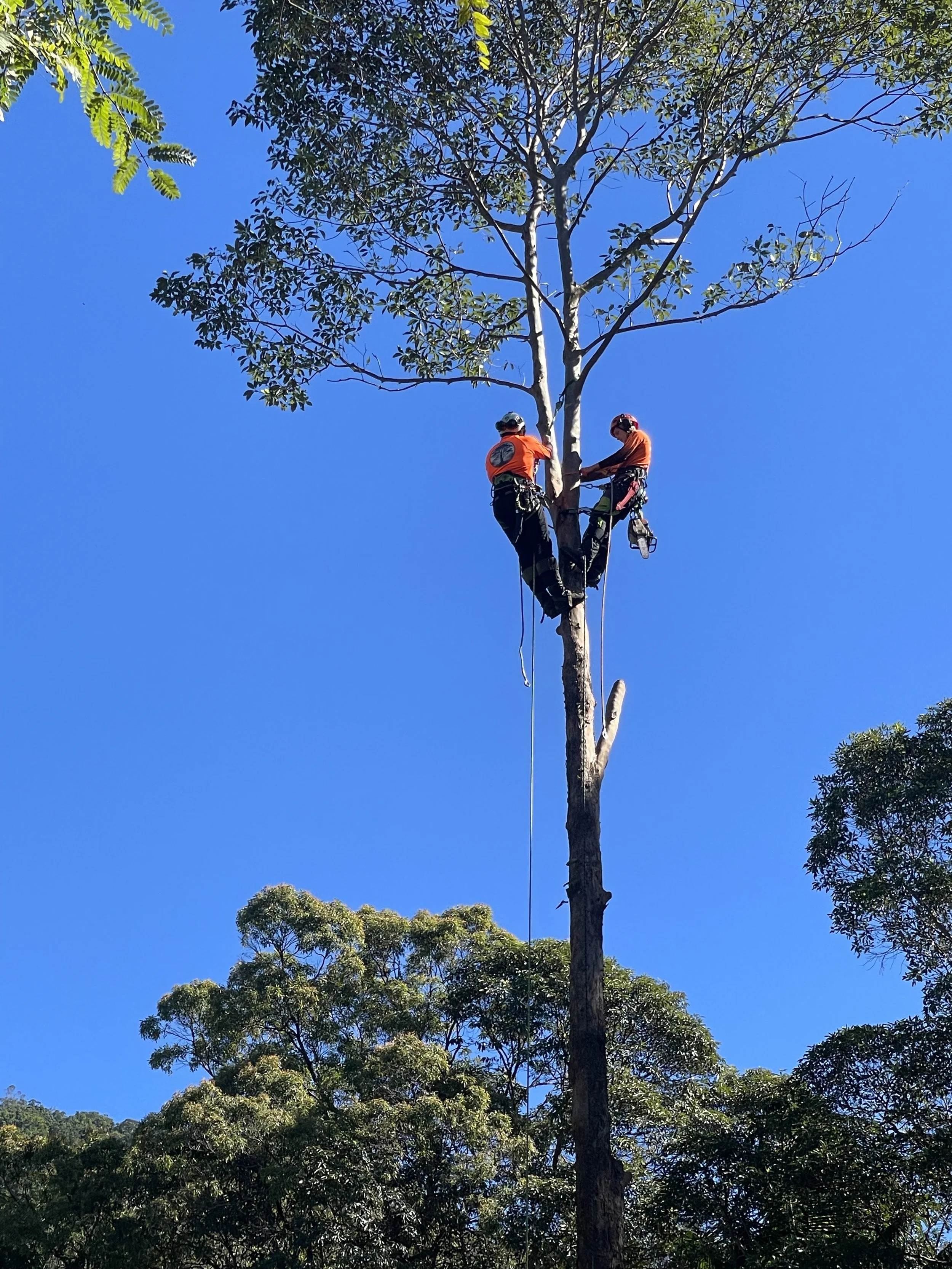 Arborist training