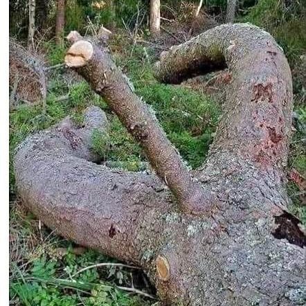 Cut down a tree this morning, wife was not impressed with my &lsquo;morning wood&rsquo; #funny #meme #humor #wood #lumberjack