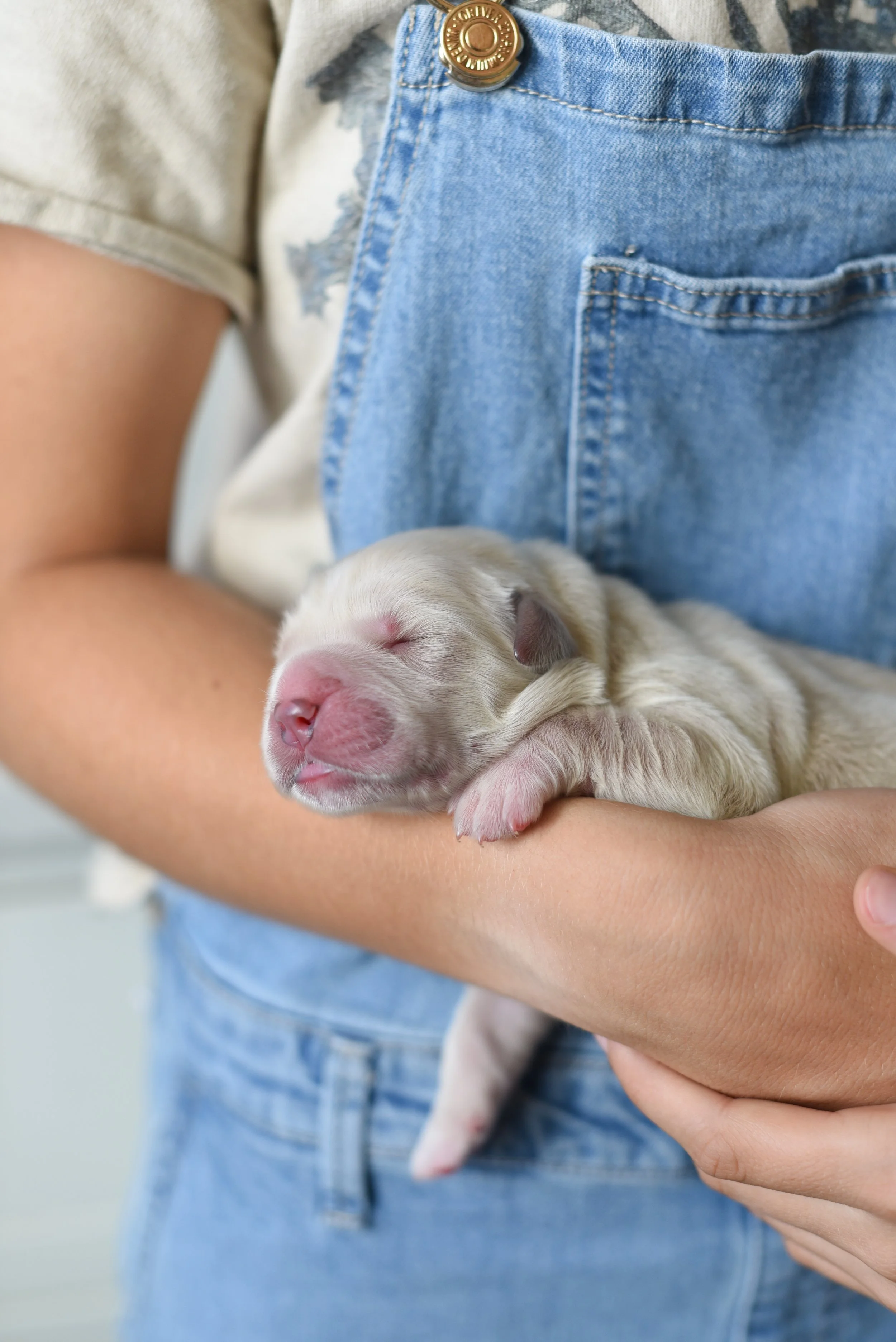 Puppy1.jpg