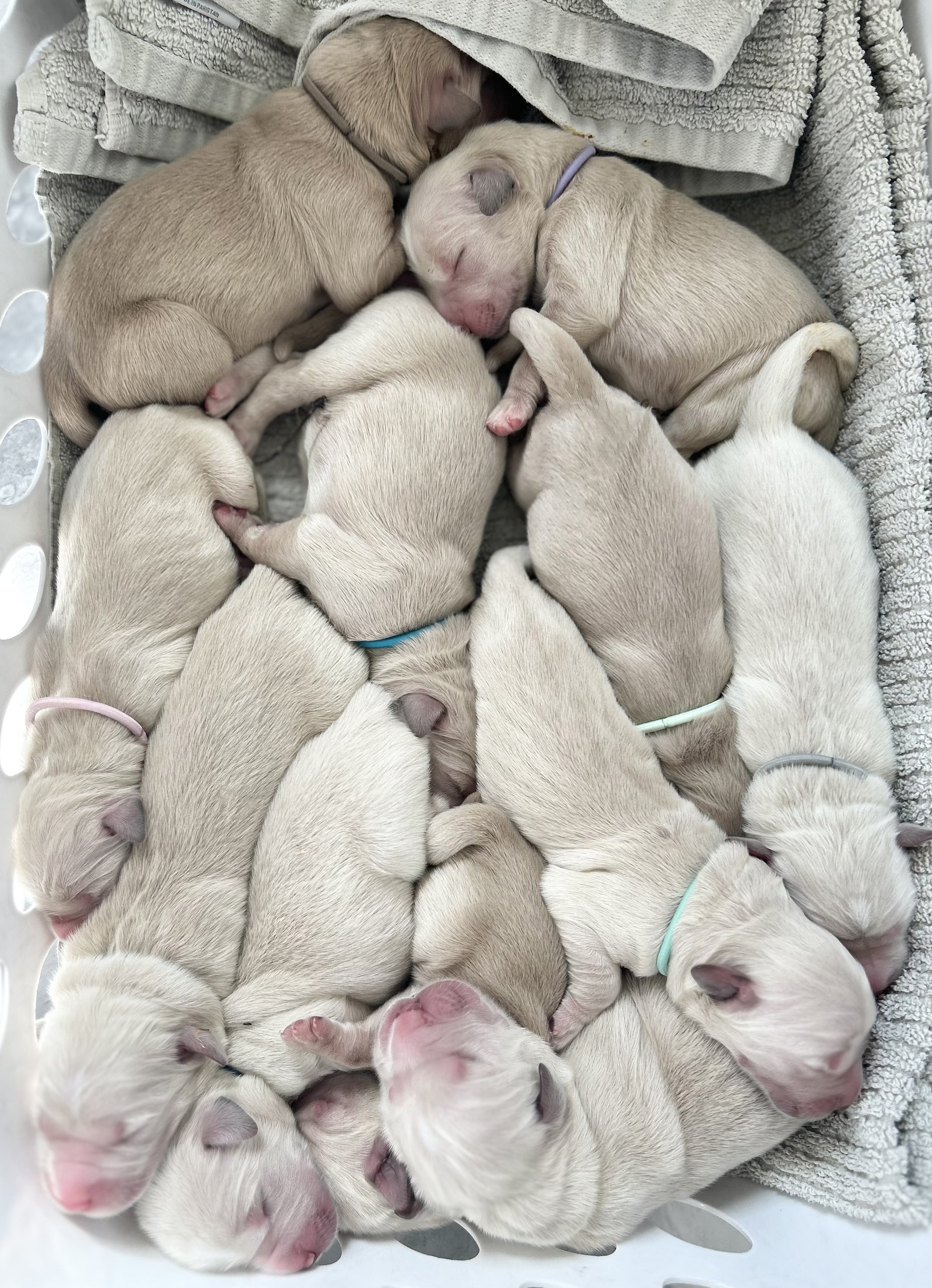 litter.jpg